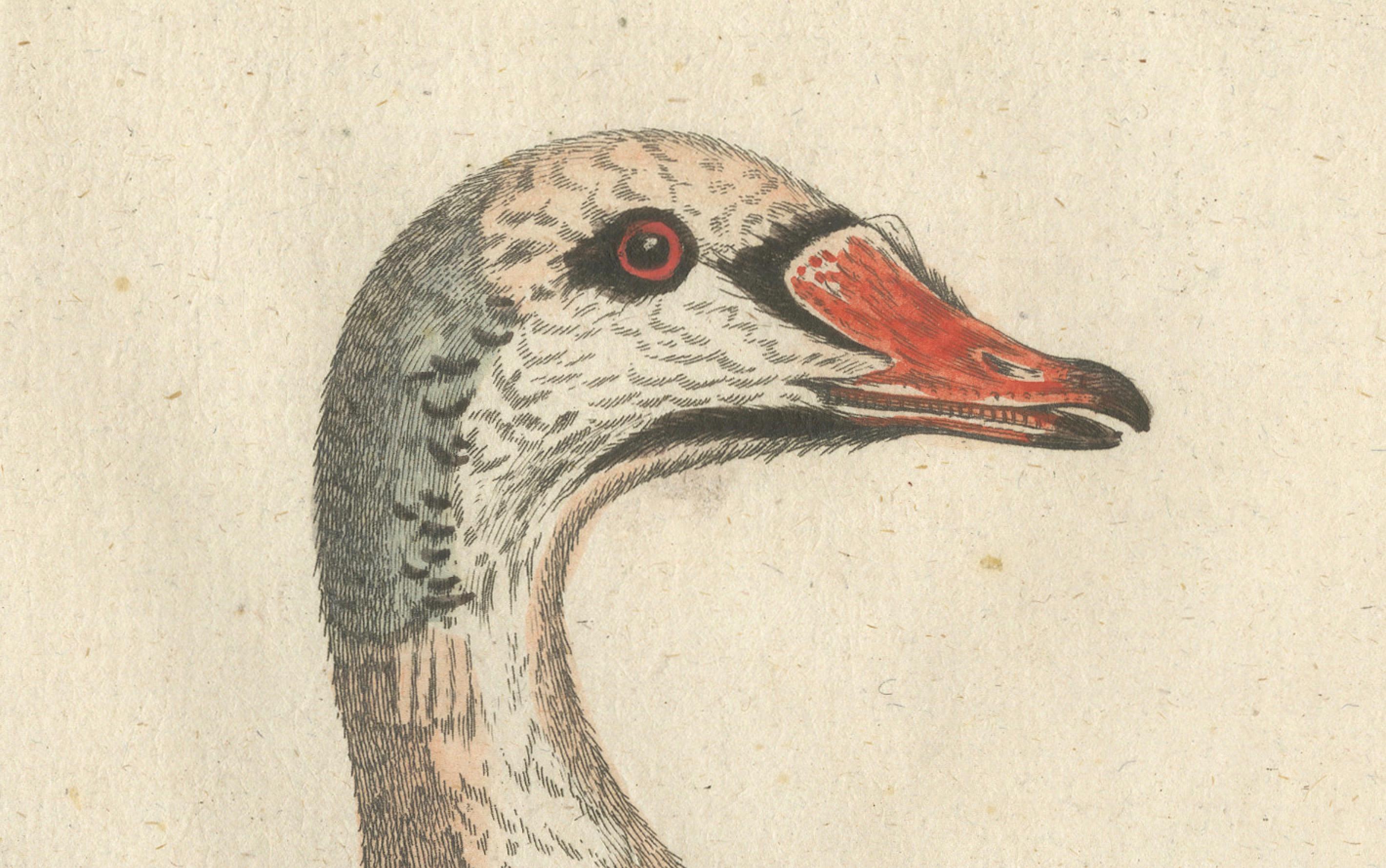 Handkolorierte Gravur der Ente des Enten mit grauem Kopf von Johann Seligmann, um 1770 (Spätes 18. Jahrhundert) im Angebot