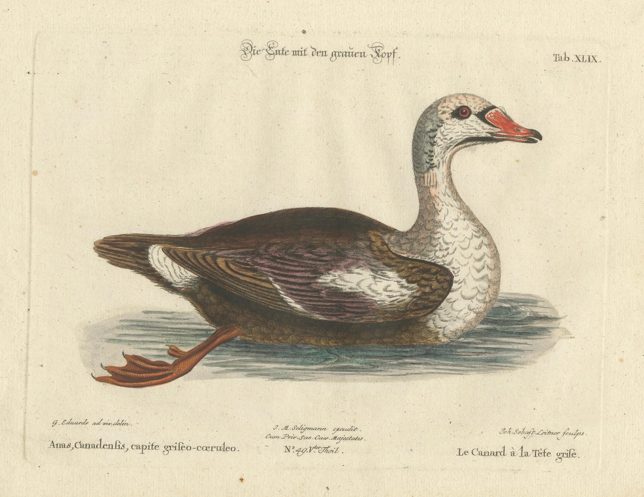 Handkolorierte Gravur der Ente des Enten mit grauem Kopf von Johann Seligmann, um 1770 (Papier) im Angebot