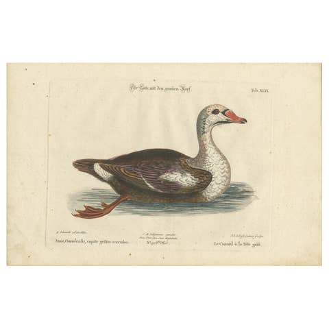 Hand-Colored Engraving of the Duck with a Grey Head by Johann Seligmann, ca.1770