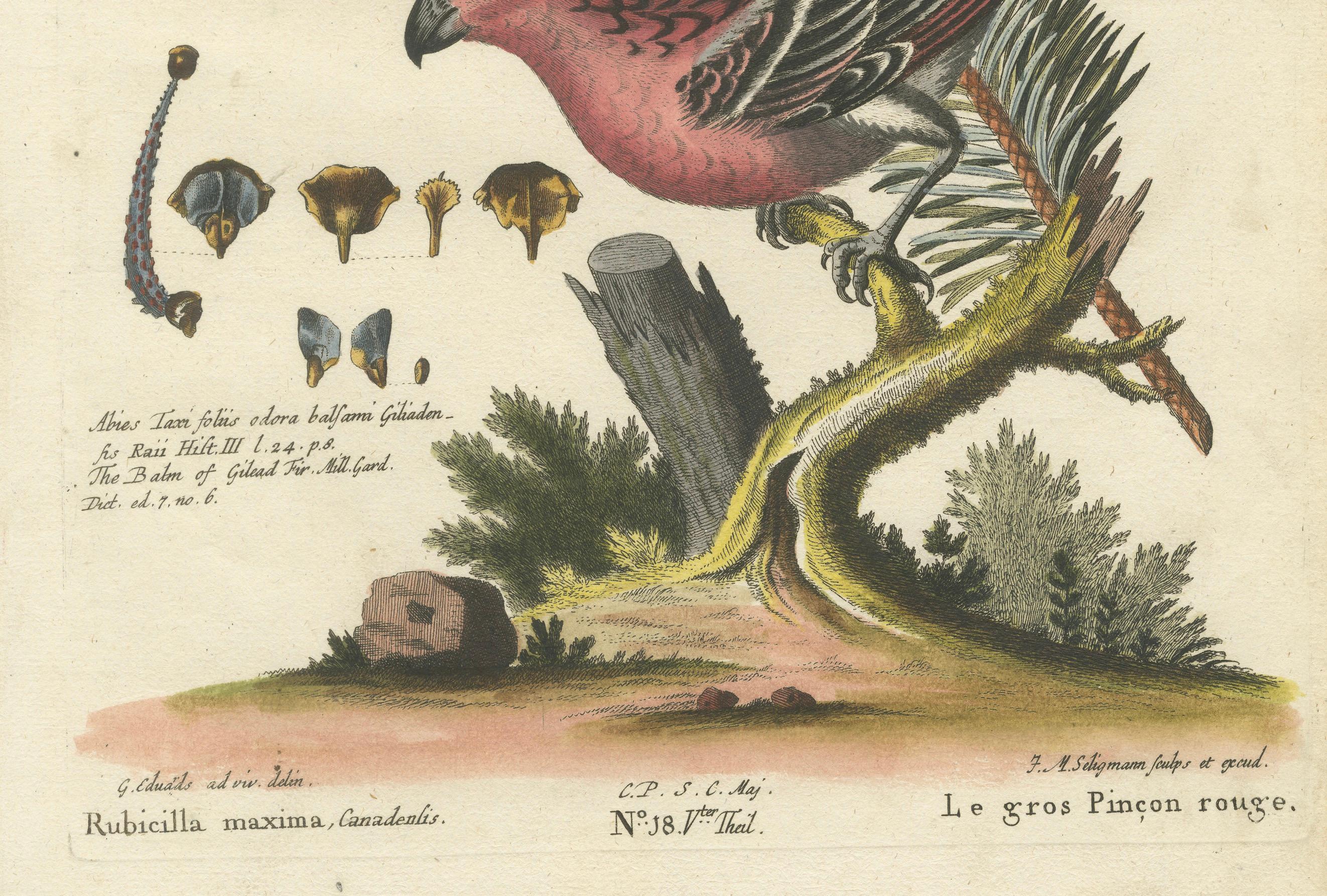 Titel: Der Größte Dickschabel - Handkolorierter Kupferstich des Großen Rotfinken von Johann Michael Seligmann, 18.

**Beschreibung:**
Dieser farbenfrohe handkolorierte Stich mit dem Titel 