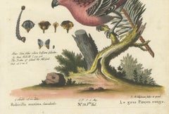 Hand-Colored Engraving of the Great Red Finch by Johann Michael Seligmann, 1770
