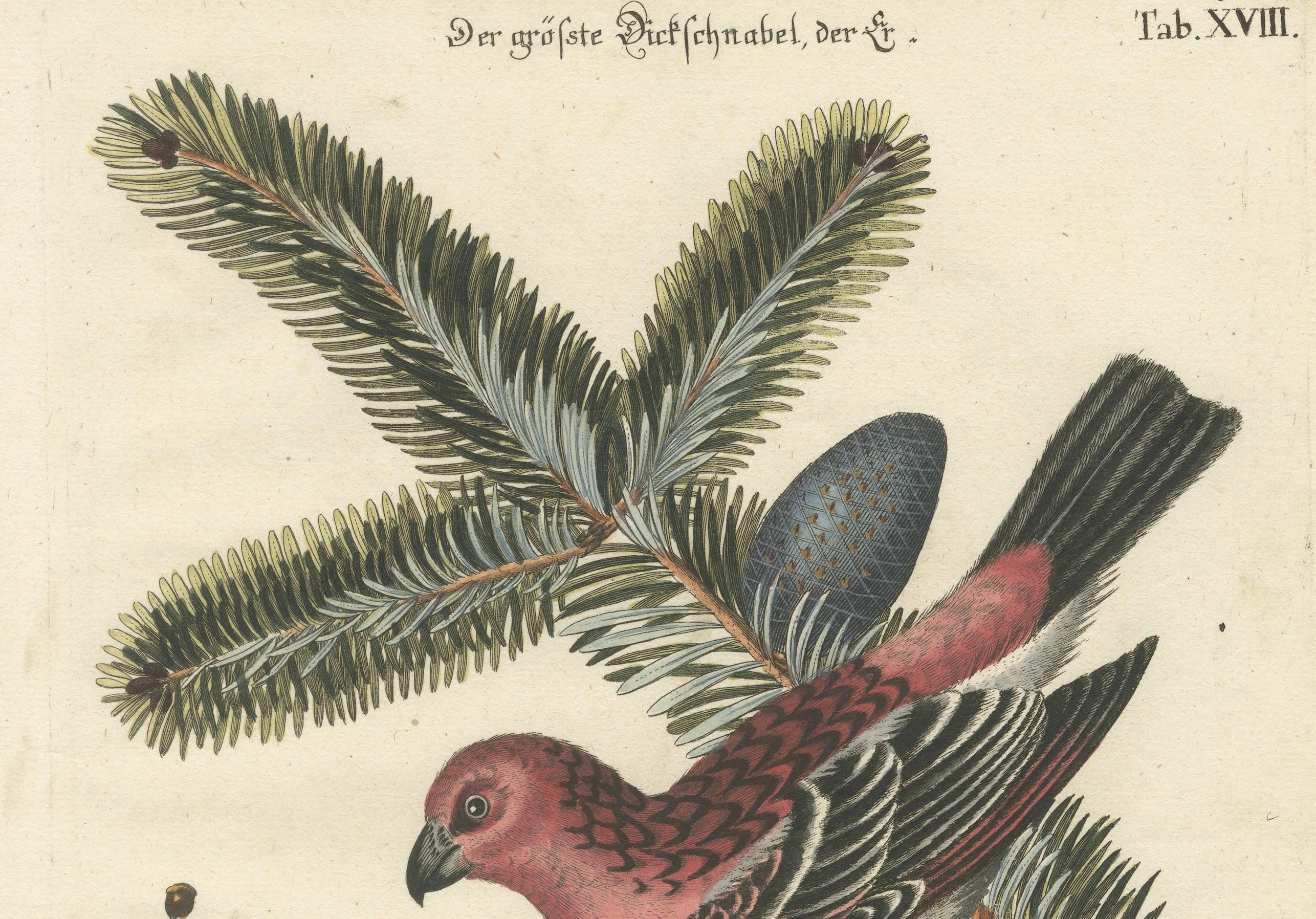 Handkolorierte Gravur der großen roten Oberfläche von Johann Michael Seligmann, 1770 (Graviert) im Angebot