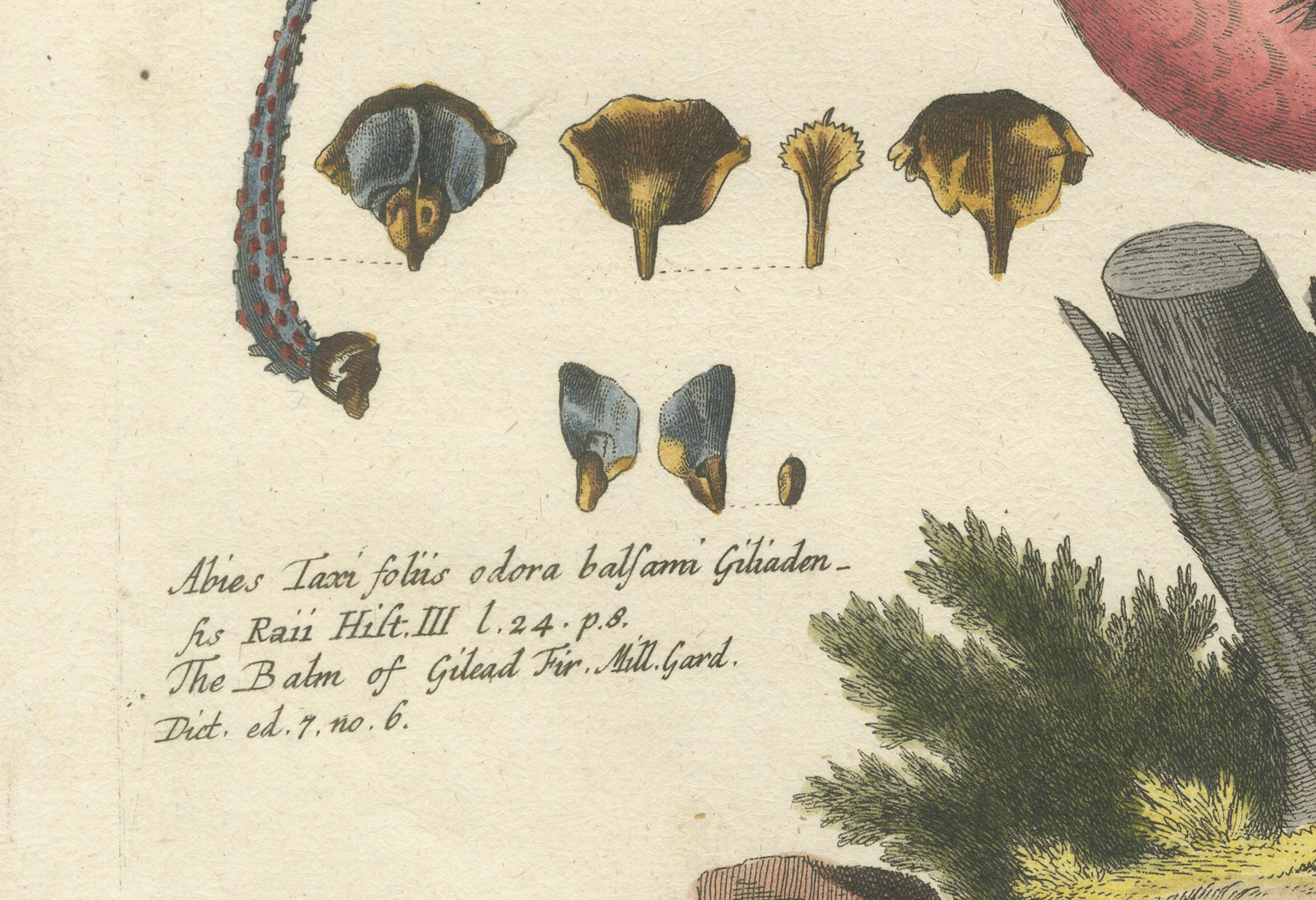 Handkolorierte Gravur der großen roten Oberfläche von Johann Michael Seligmann, 1770 im Zustand „Gut“ im Angebot in Langweer, NL