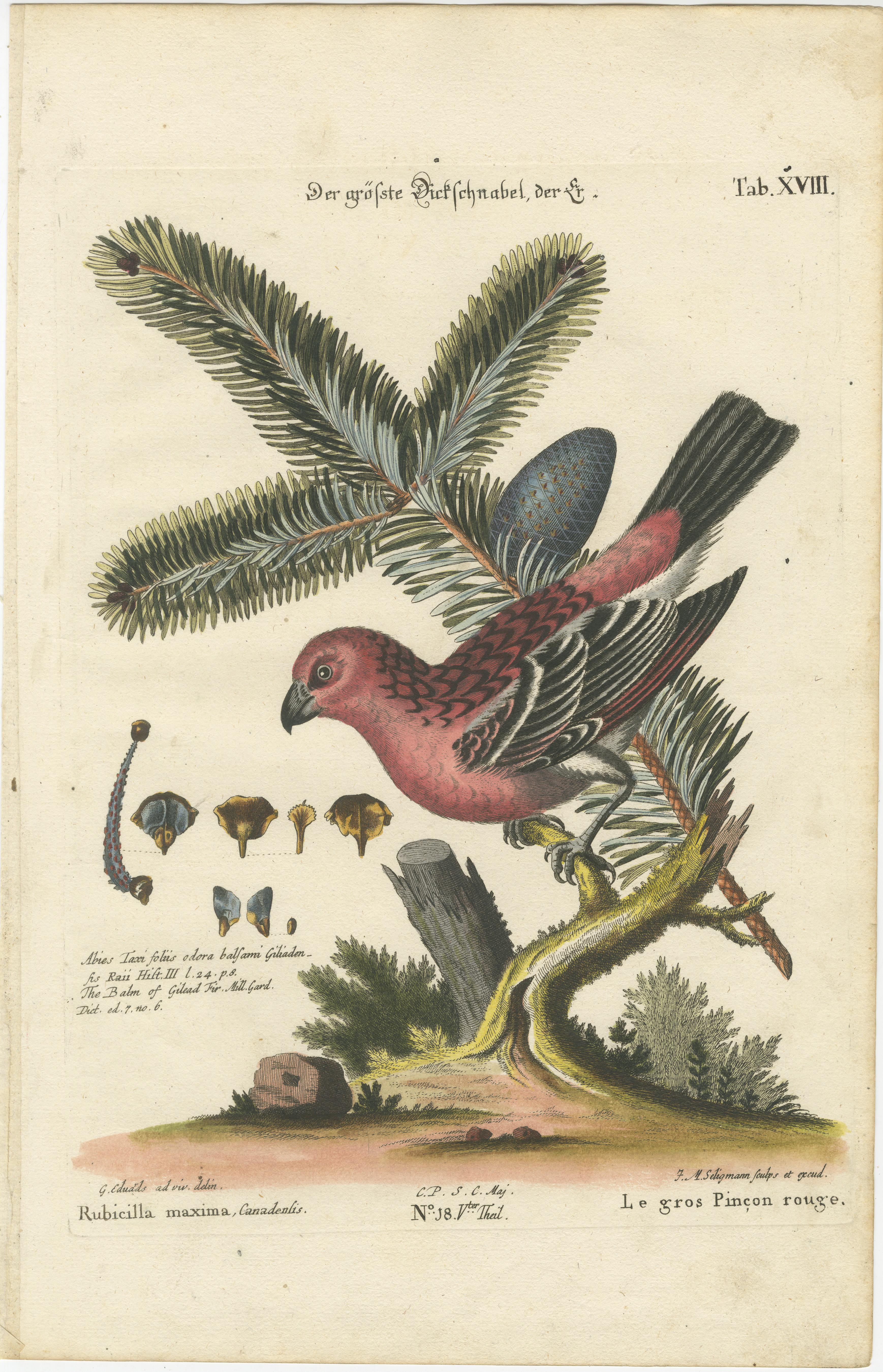 Handkolorierte Gravur der großen roten Oberfläche von Johann Michael Seligmann, 1770 im Angebot 1