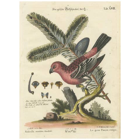 Hand-Colored Engraving of the Great Red Finch by Johann Michael Seligmann, 1770
