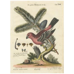 Hand-Colored Engraving of the Great Red Finch by Johann Michael Seligmann, 1770