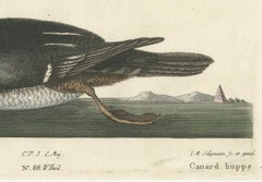 Hand-Colored Engraving of the Hooded Merganser by Johann Michael Seligmann, 1770