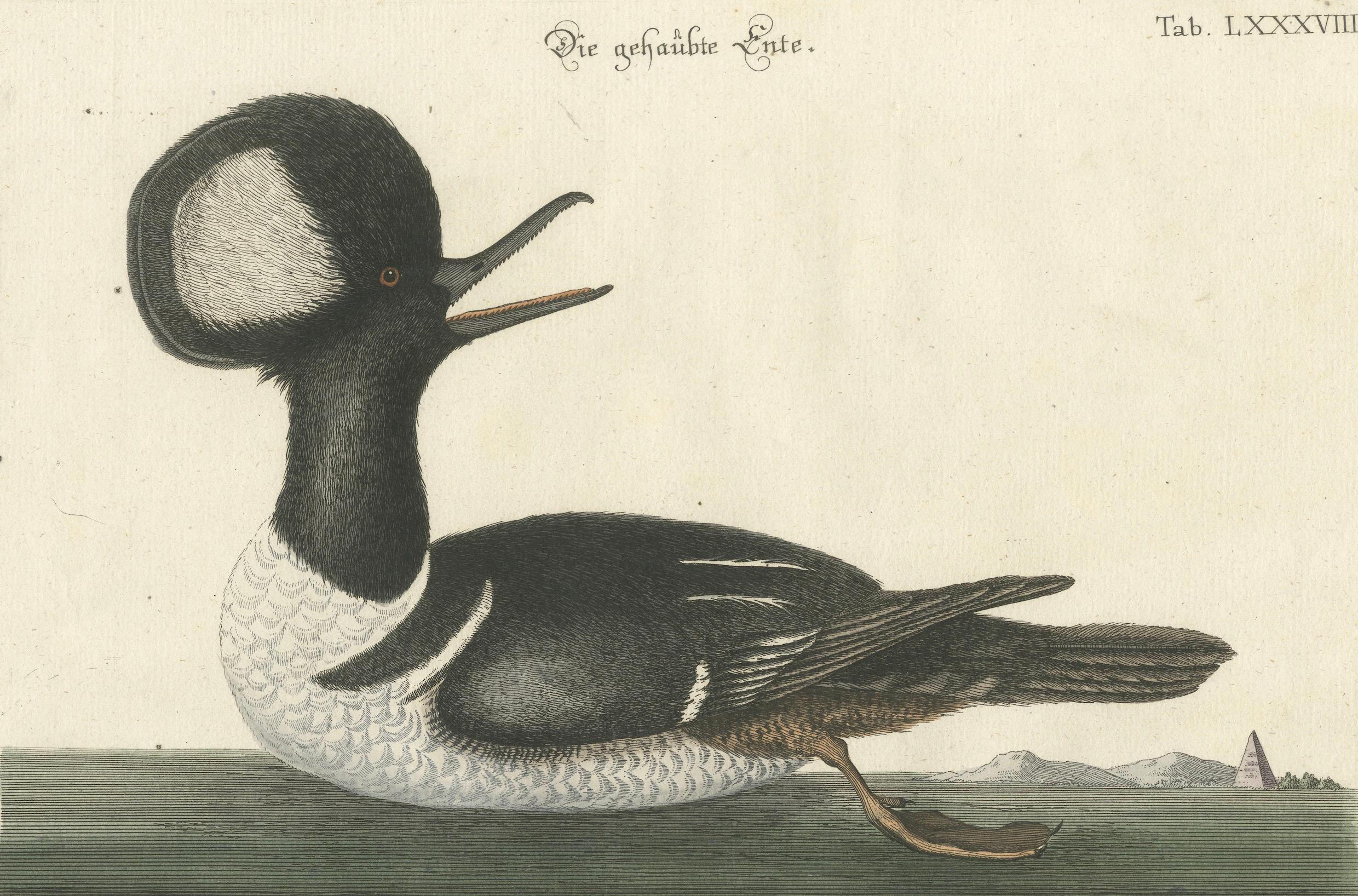 Handkolorierte Gravur des Merganser mit Kapuze mit Kapuze von Johann Michael Seligmann, 1770 (Graviert) im Angebot