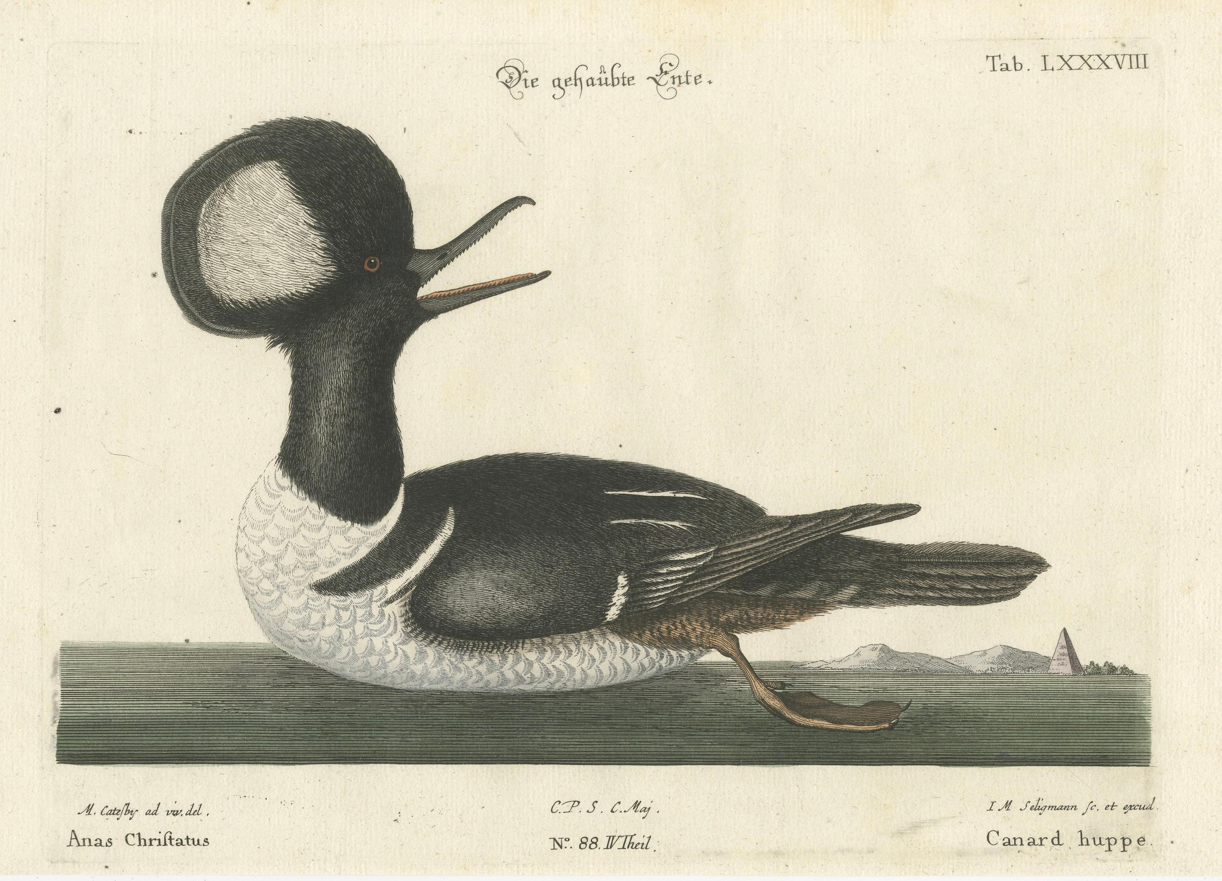 Handkolorierte Gravur des Merganser mit Kapuze mit Kapuze von Johann Michael Seligmann, 1770 (Spätes 18. Jahrhundert) im Angebot