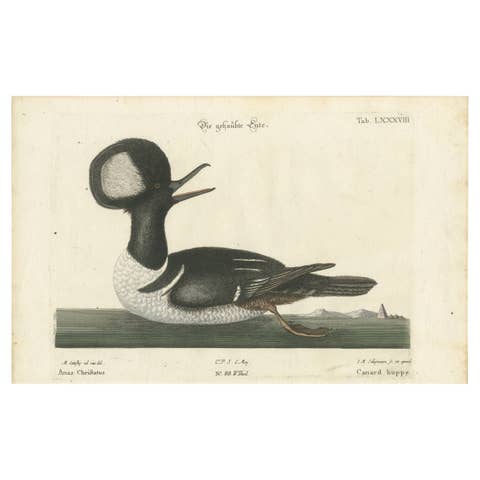 Hand-Colored Engraving of the Hooded Merganser by Johann Michael Seligmann, 1770