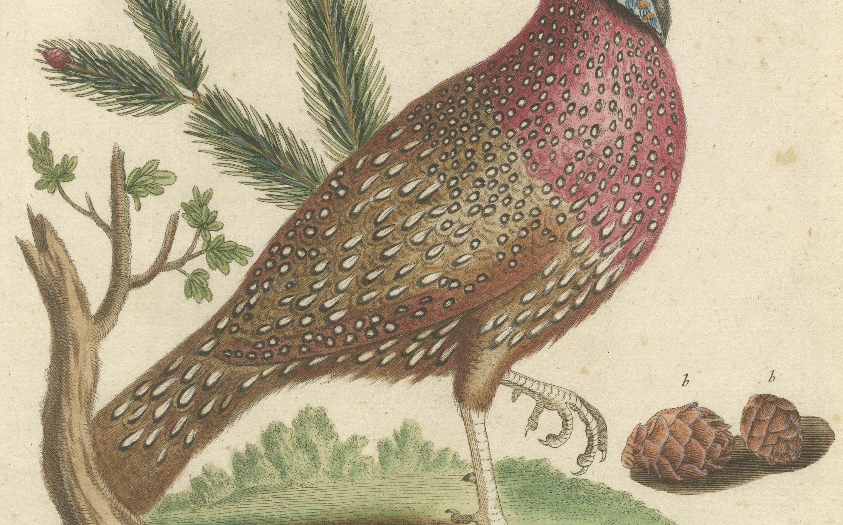 Titel: Der Gehörnte Indianische Fasan - Handkolorierter Kupferstich des Gehörnten Indianischen Fasans von Johann Michael Seligmann, 18.

Dieser wunderschöne handkolorierte Stich mit dem Titel 