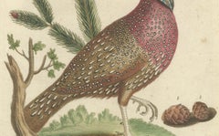 Hand-Colored Engraving of the Horned Indian Pheasant by Johann Seligmann, c.1770
