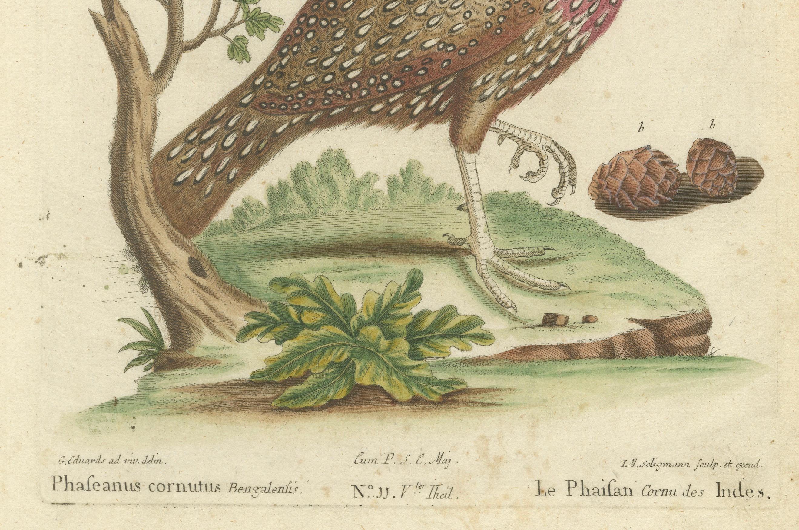 Handkolorierte Gravur des Hornigen indischen Fasanen im Hornschliff von Johann Seligmann, um 1770 (Graviert) im Angebot