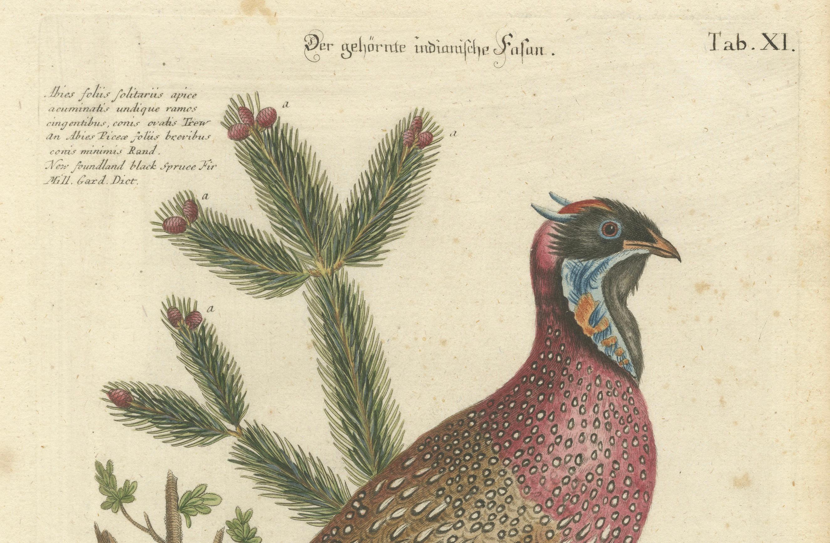 Handkolorierte Gravur des Hornigen indischen Fasanen im Hornschliff von Johann Seligmann, um 1770 im Zustand „Gut“ im Angebot in Langweer, NL
