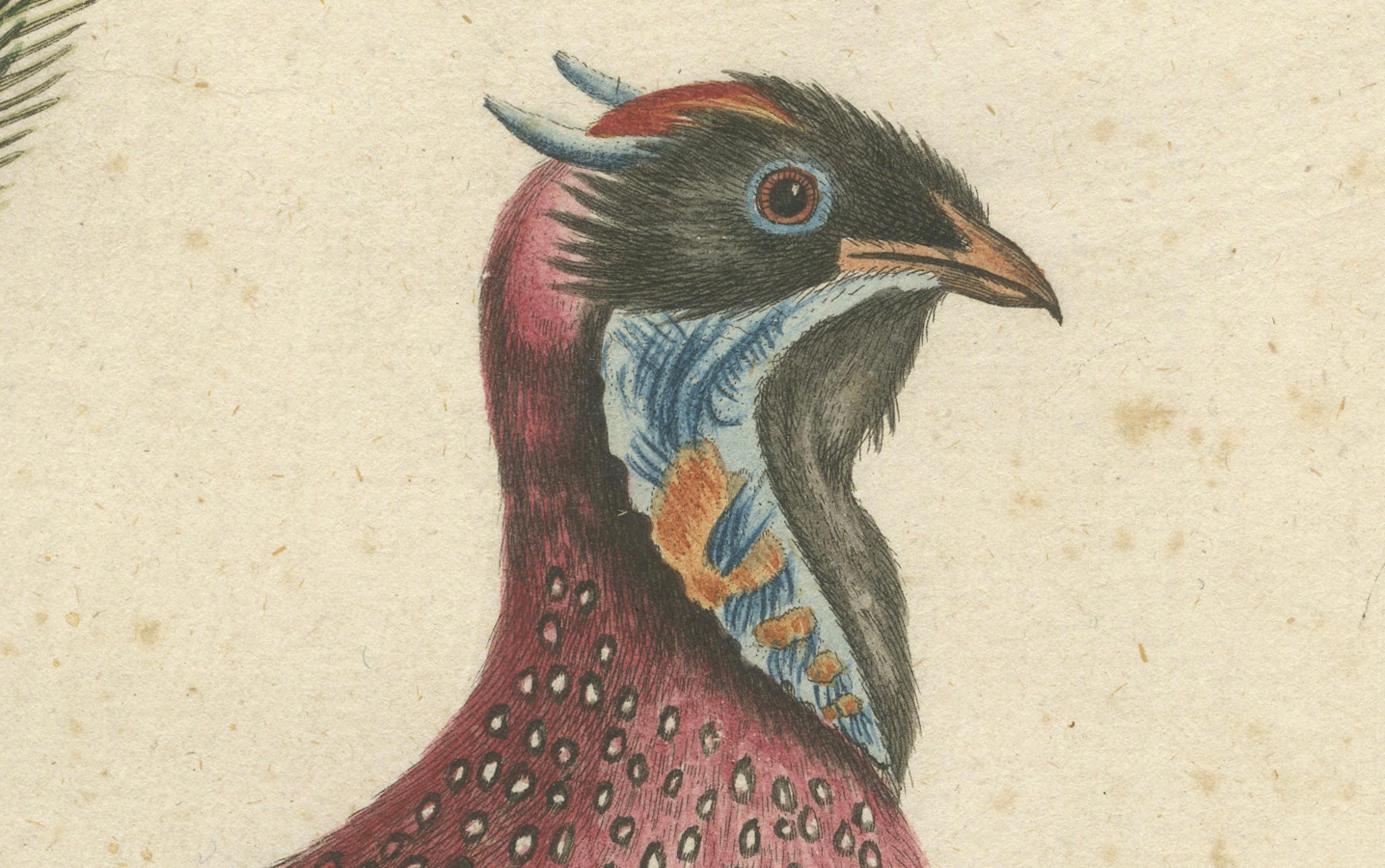 Handkolorierte Gravur des Hornigen indischen Fasanen im Hornschliff von Johann Seligmann, um 1770 (Spätes 18. Jahrhundert) im Angebot