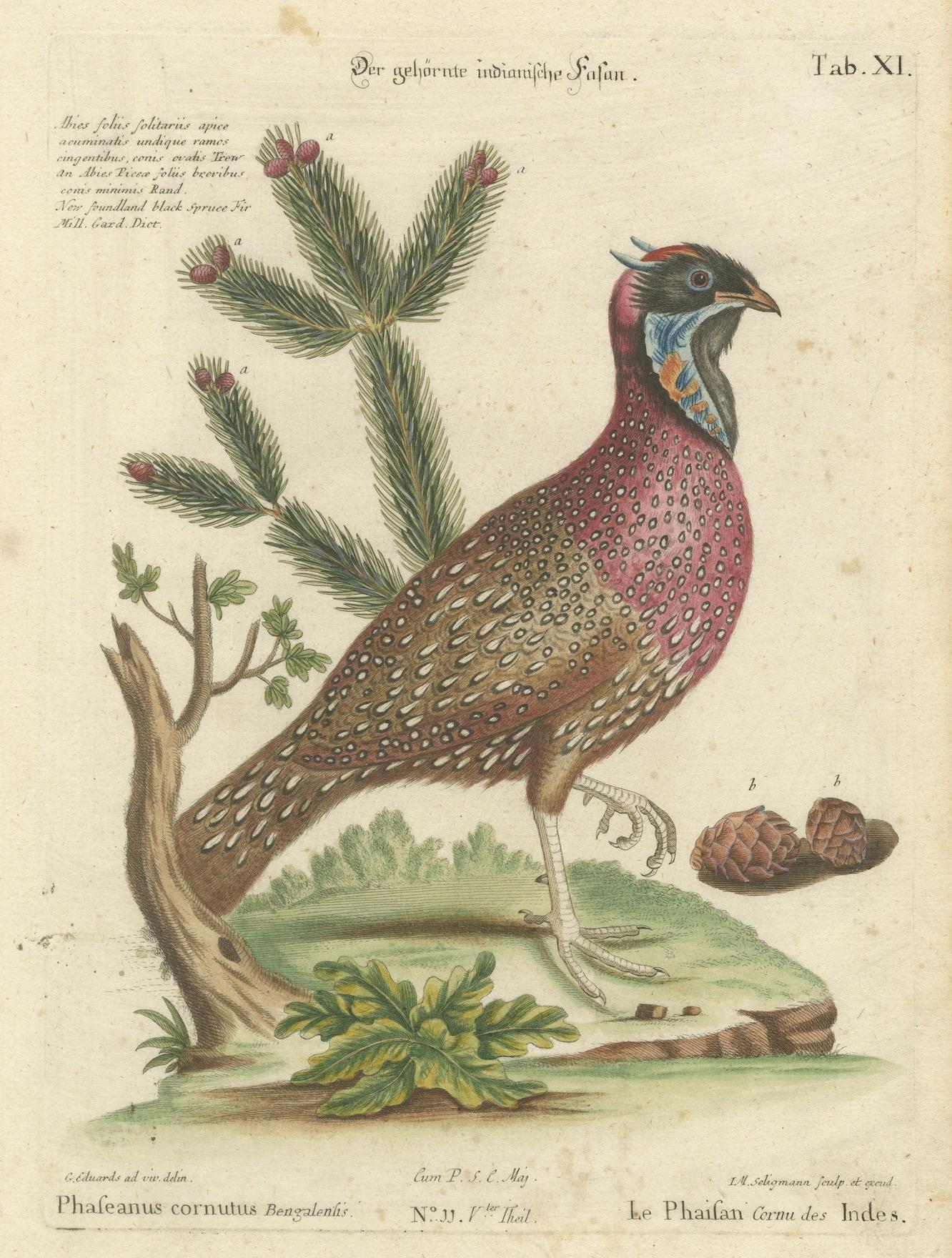 Handkolorierte Gravur des Hornigen indischen Fasanen im Hornschliff von Johann Seligmann, um 1770 (Papier) im Angebot