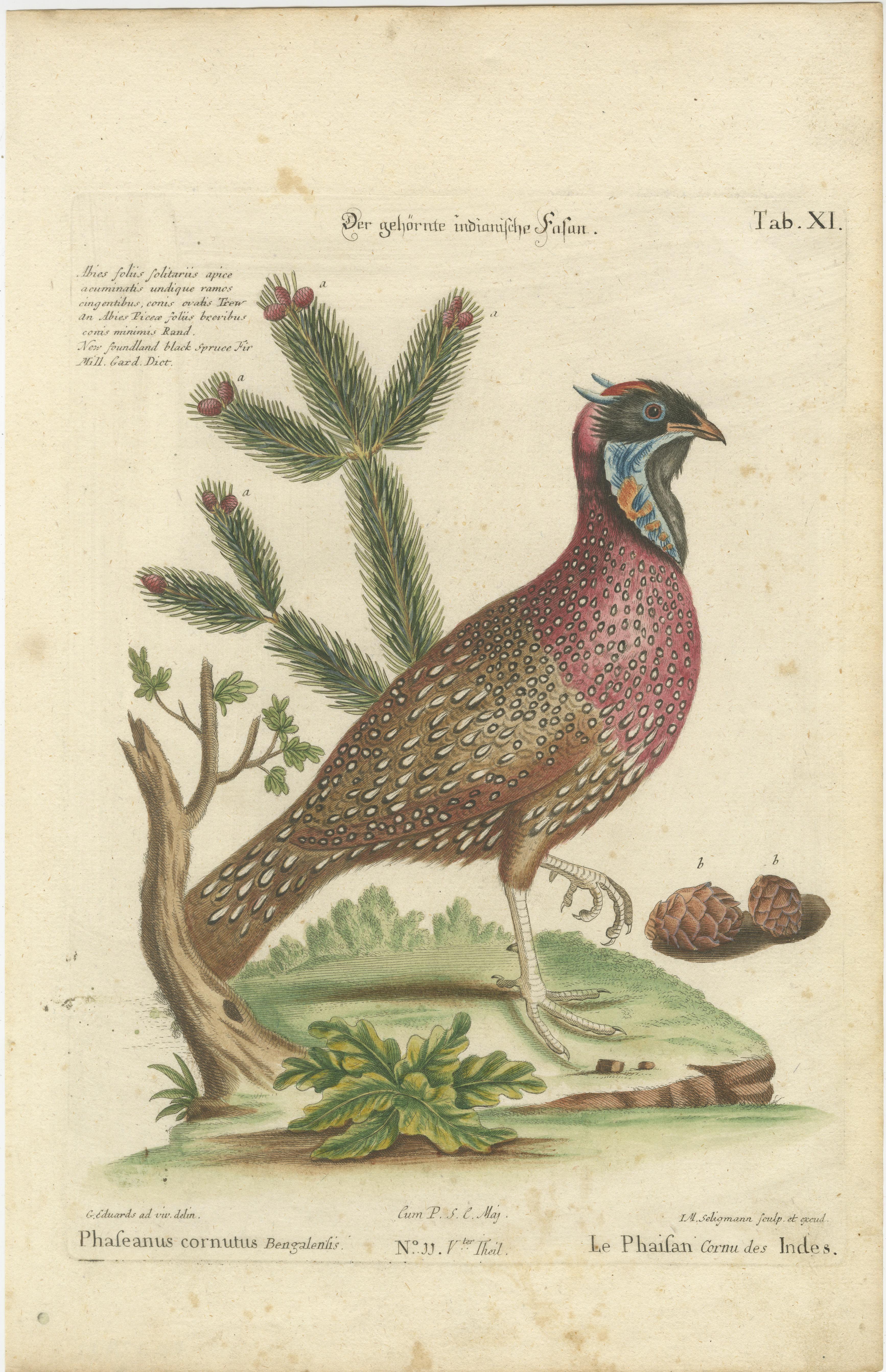Handkolorierte Gravur des Hornigen indischen Fasanen im Hornschliff von Johann Seligmann, um 1770 im Angebot 1