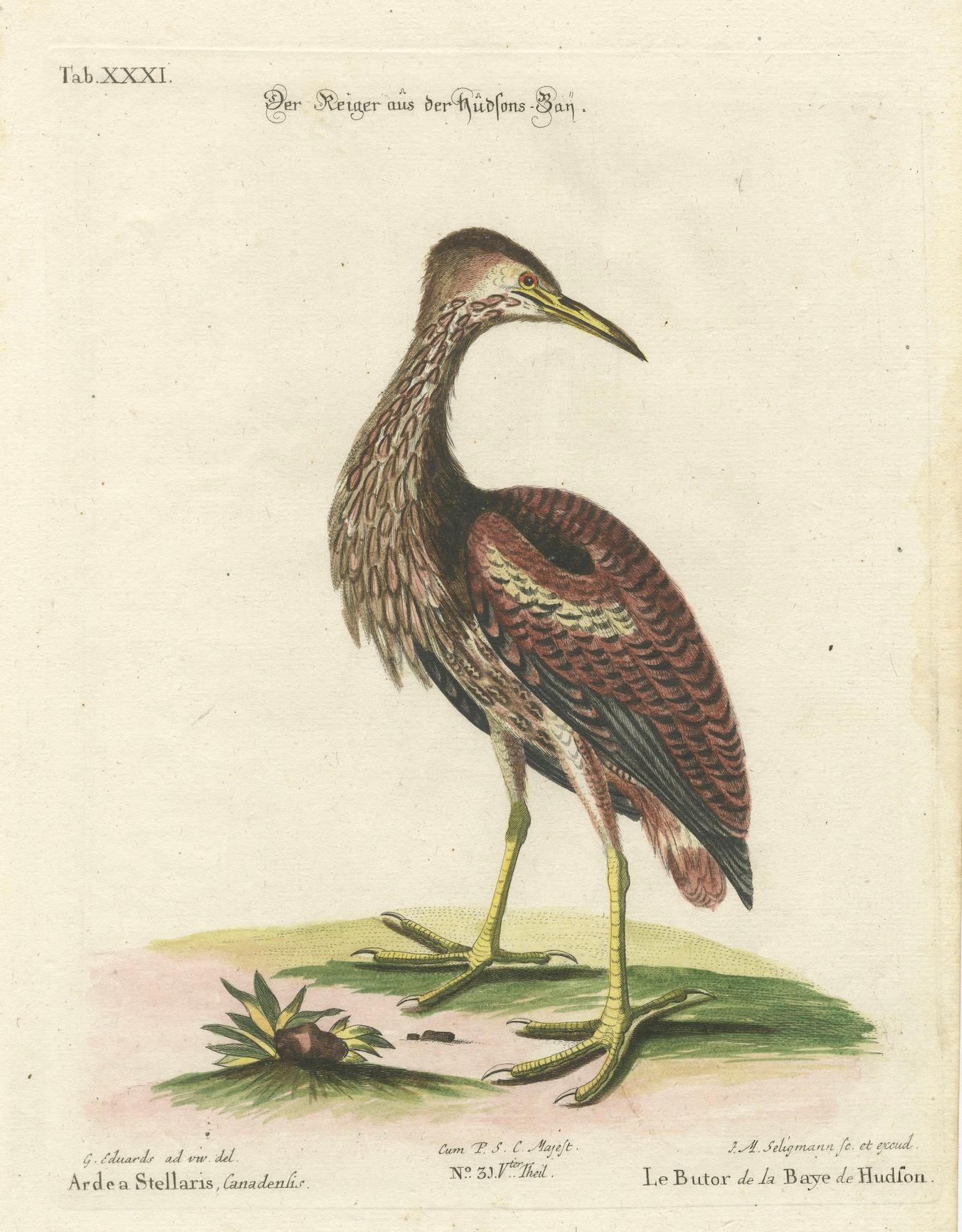 Title: Der Reiher aus der Hudsons-Bay - Hand-Colored Engraving of the Hudson Bay Heron by Johann Michael Seligmann, 18th Century

This exquisite hand-colored engraving, titled 'Der Reiher aus der Hudsons-Bay', depicts the Hudson Bay Heron (Ardea