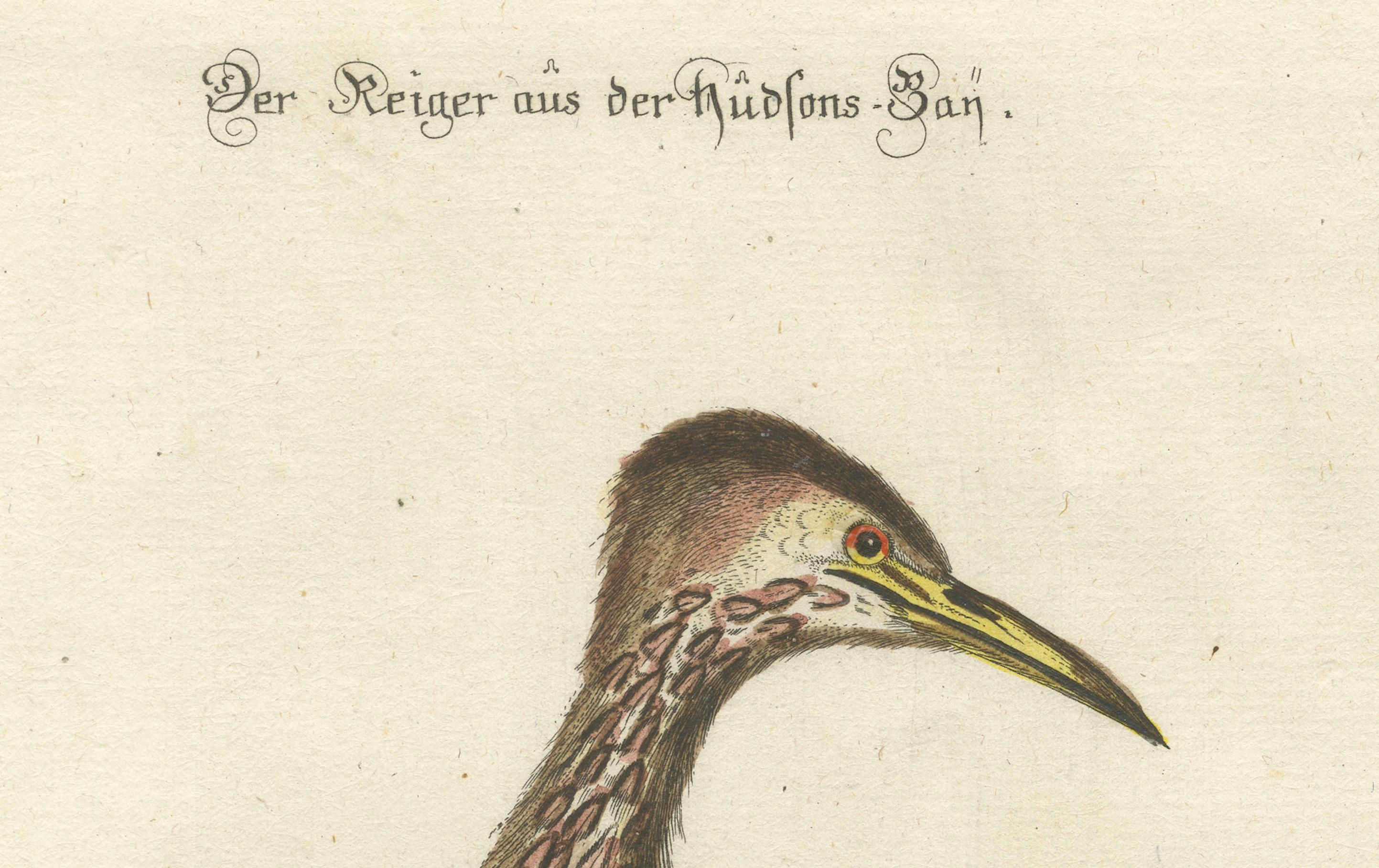 Engraved Hand-Colored Engraving of the Hudson Bay Heron by Johann Michael Seligmann, 1770 For Sale