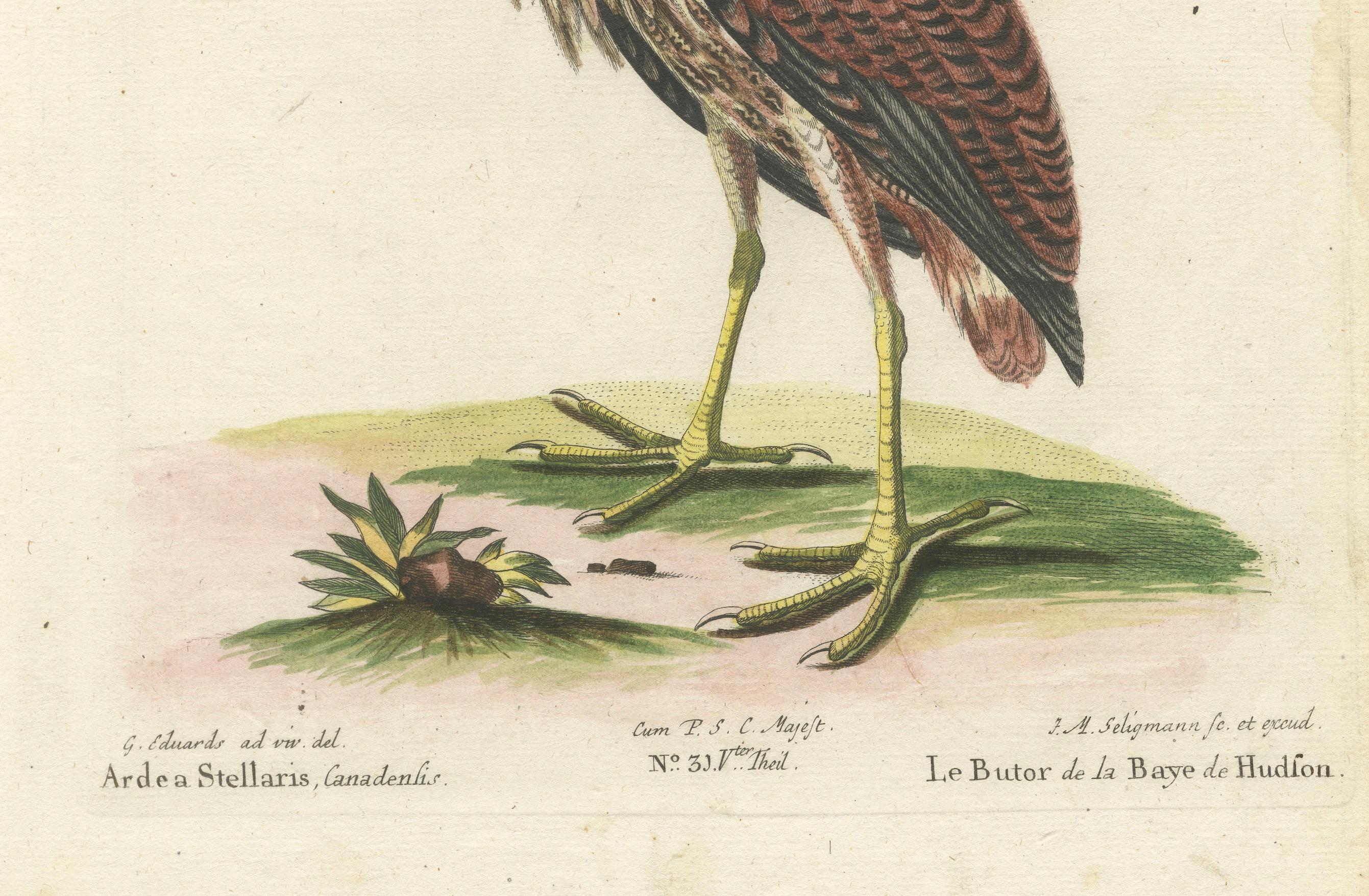 Late 18th Century Hand-Colored Engraving of the Hudson Bay Heron by Johann Michael Seligmann, 1770 For Sale