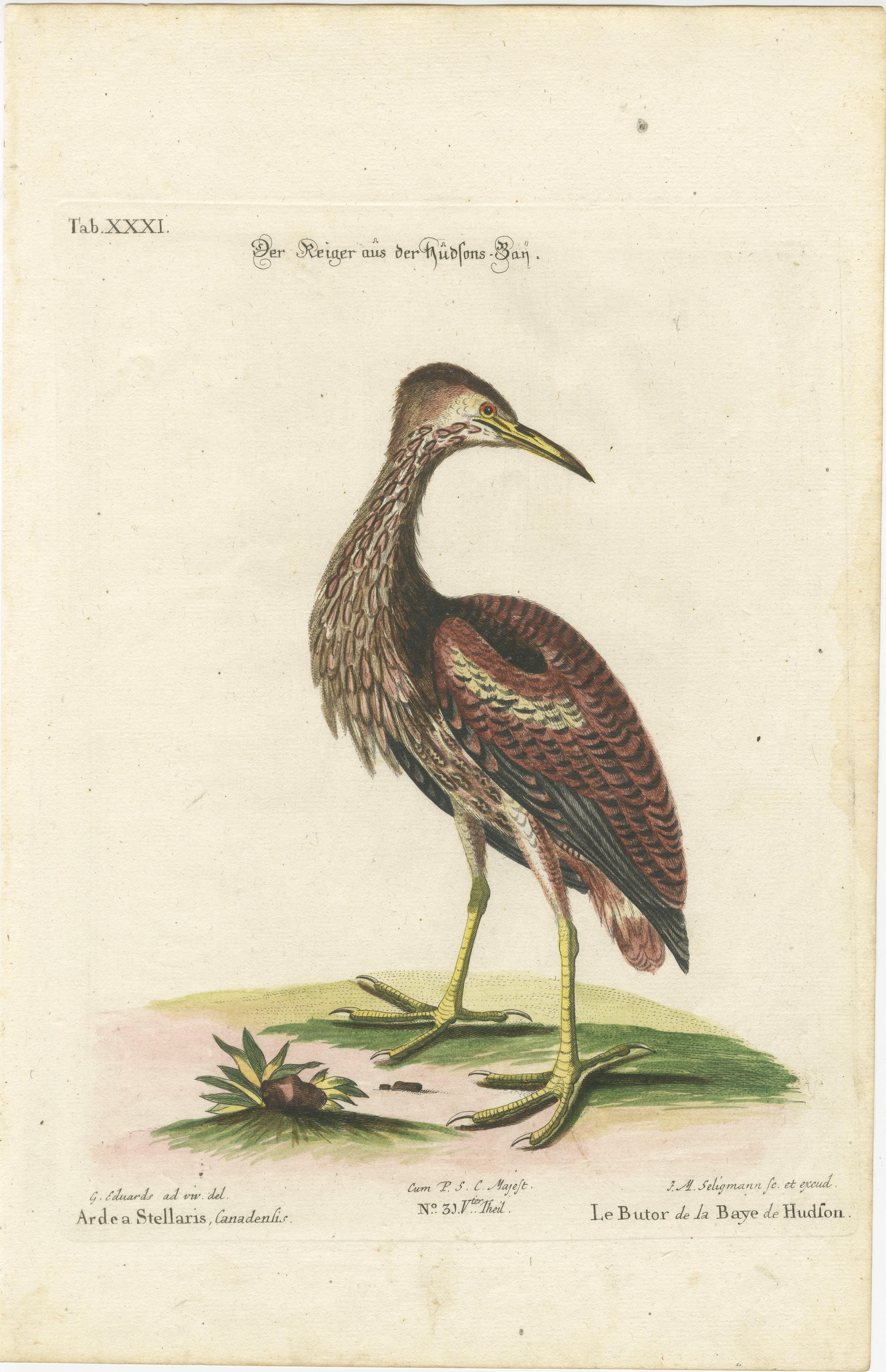 Paper Hand-Colored Engraving of the Hudson Bay Heron by Johann Michael Seligmann, 1770 For Sale