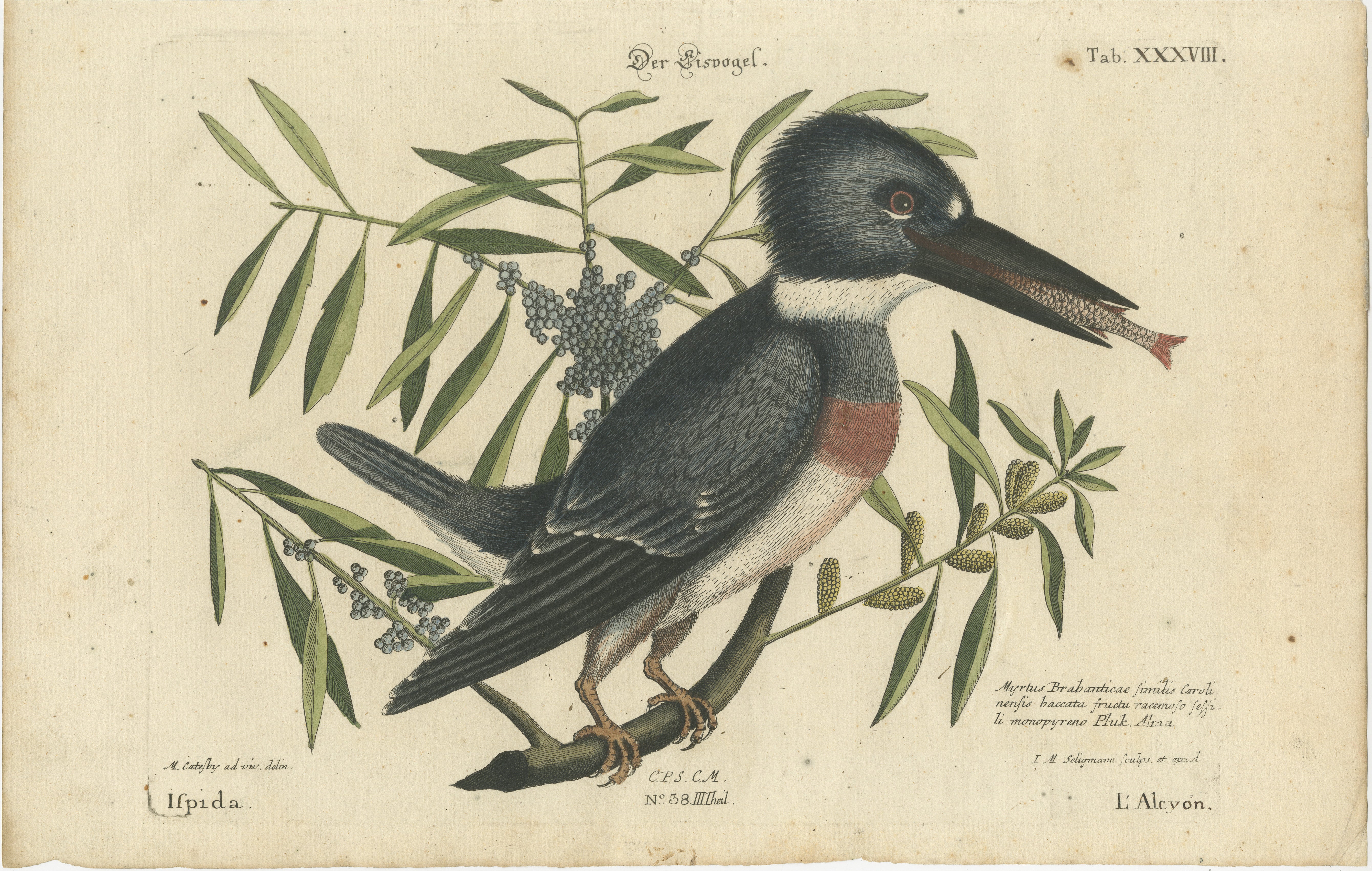 Titre : Der Eisvogel - Gravure à la main du Kingfisher par Johann Michael Seligmann, 18e siècle


Cette charmante gravure coloriée à la main, intitulée 