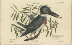 Hand-Colored Engraving of the Kingfisher by Johann Michael Seligmann, ca.1770