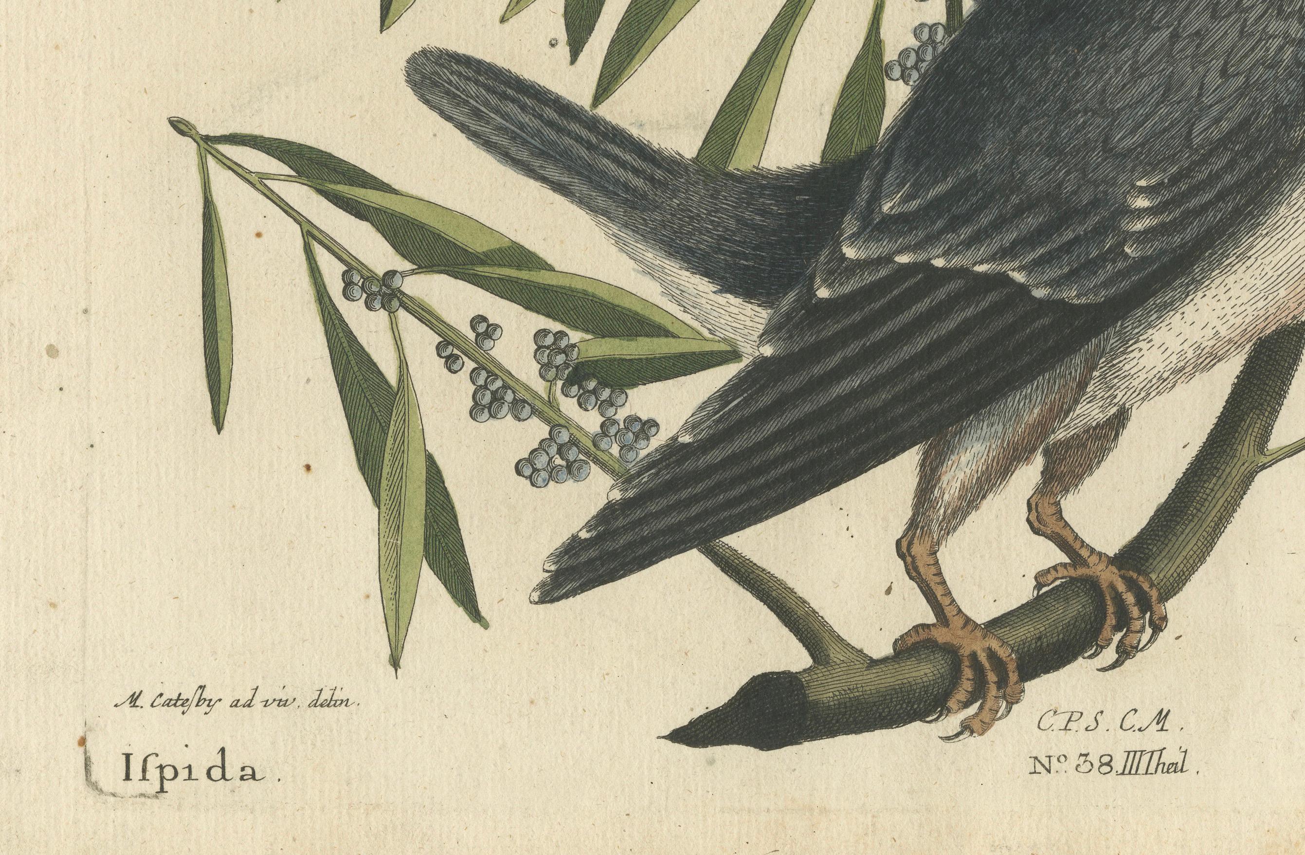 Gravé Gravure à la main du Kingfisher par Johann Michael Seligmann, vers 1770 en vente