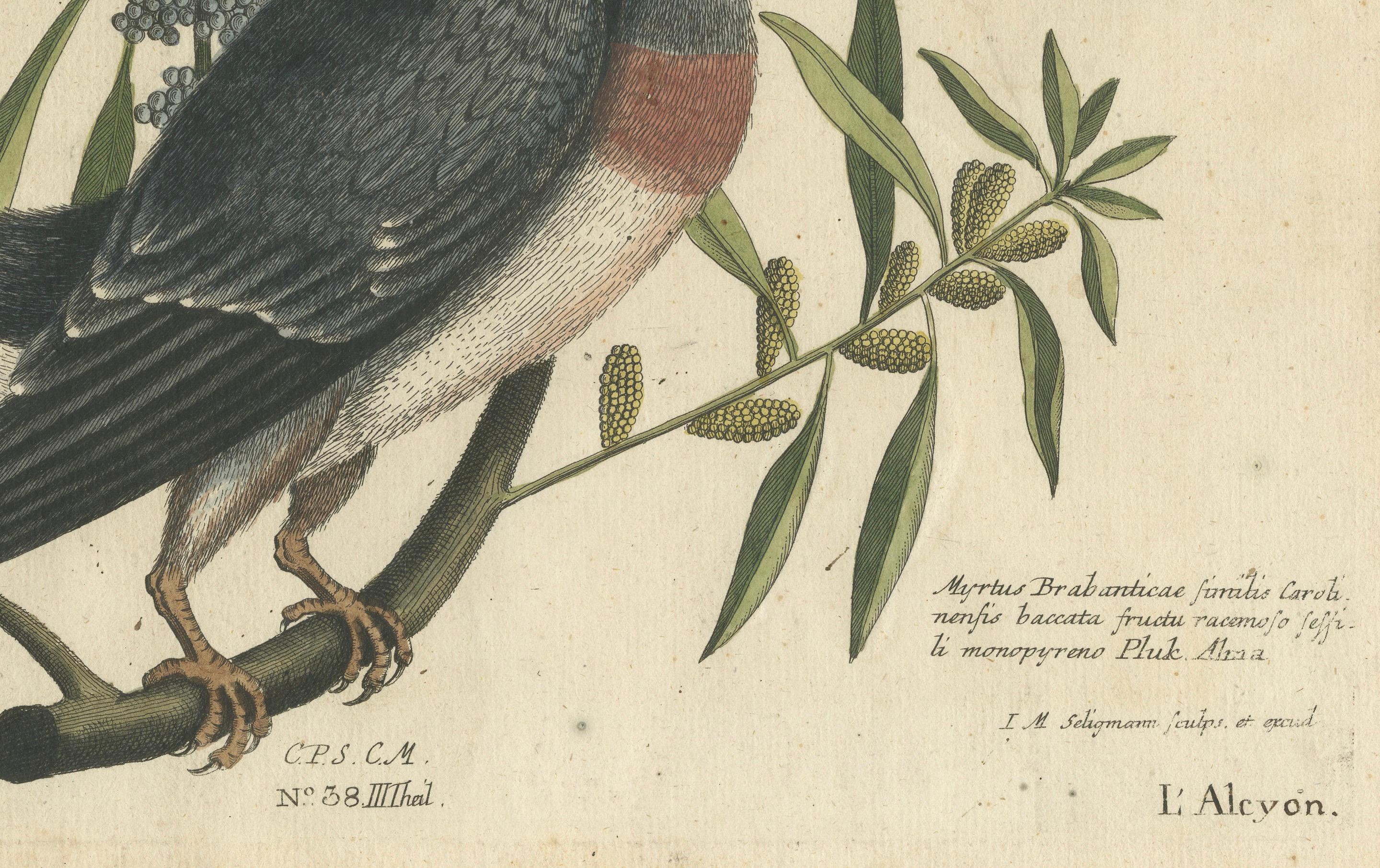 Gravure à la main du Kingfisher par Johann Michael Seligmann, vers 1770 Bon état - En vente à Langweer, NL