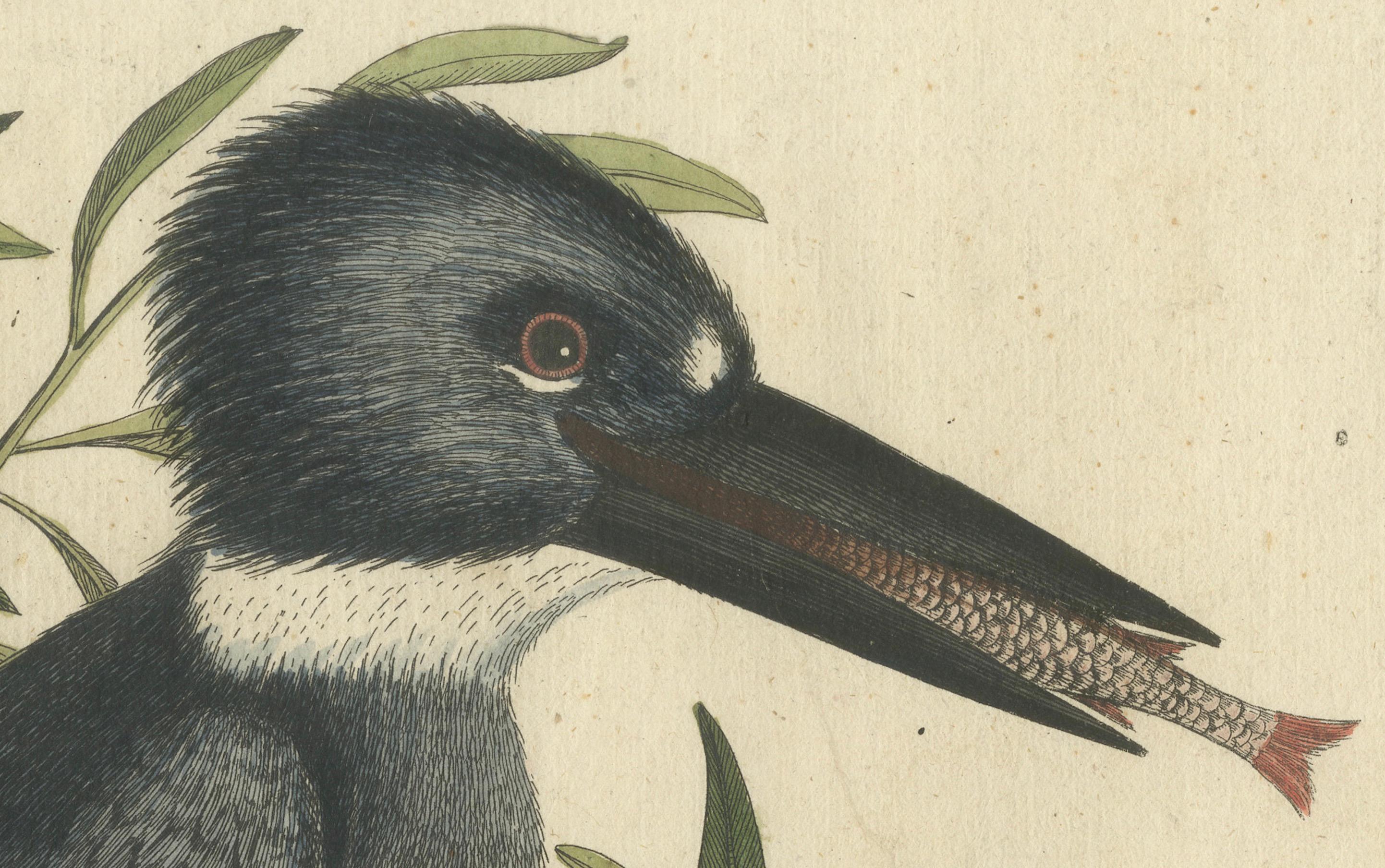 Papier Gravure à la main du Kingfisher par Johann Michael Seligmann, vers 1770 en vente
