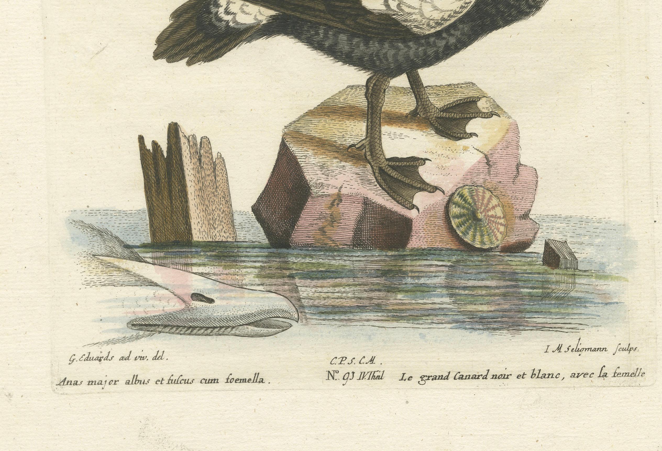 Title: Große weiße und schwarze Ente - Hand-Colored Engraving of the Large White and Black Duck by Johann Michael Seligmann, 18th Century  
 
This exquisite hand-colored engraving, *Große weiße und schwarze Ente*, depicts a Large White and Black