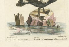 Hand-Colored Engraving of the Large White and Black Duck by Seligmann, ca.1770