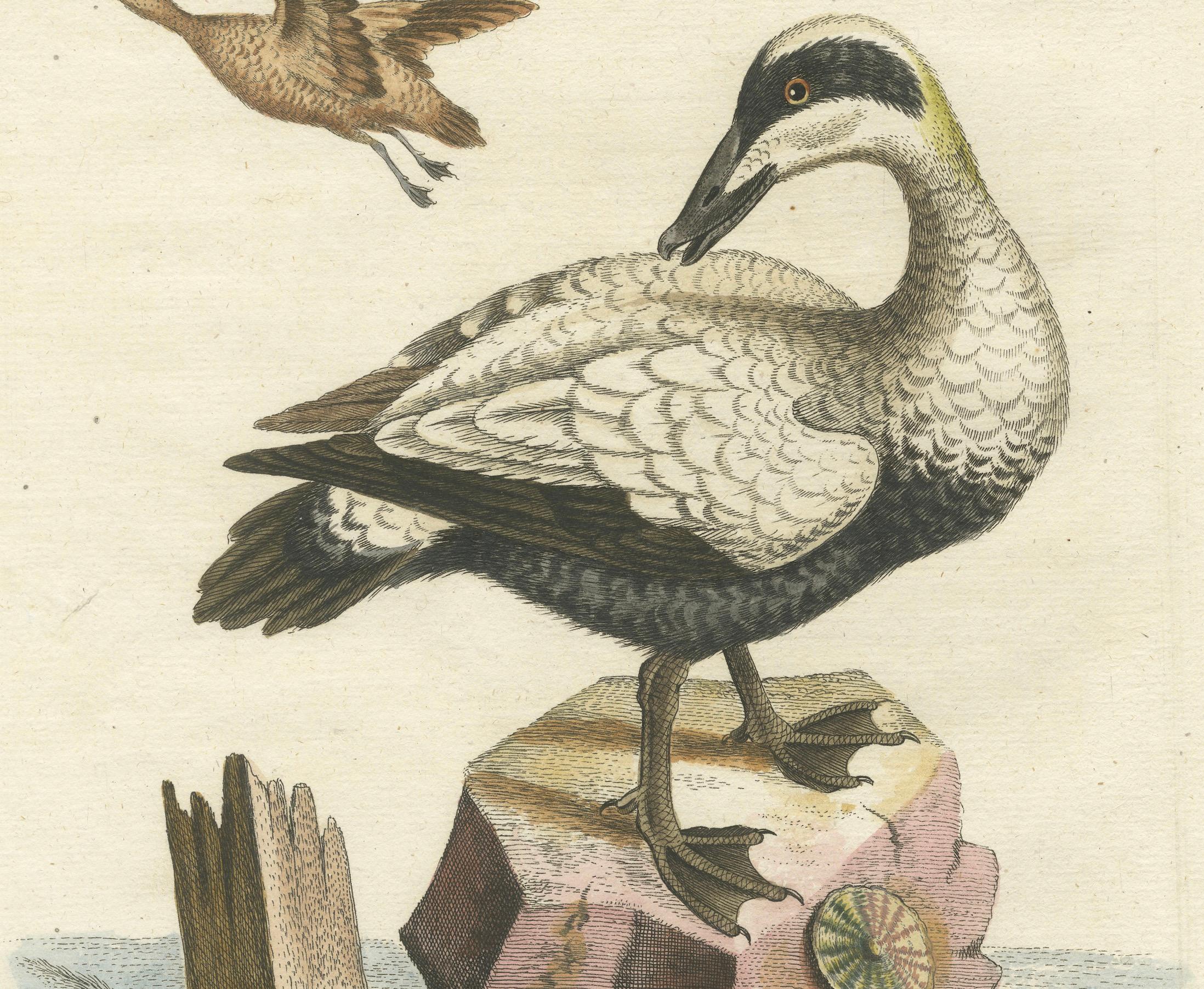 Engraved Hand-Colored Engraving of the Large White and Black Duck by Seligmann, ca.1770 For Sale