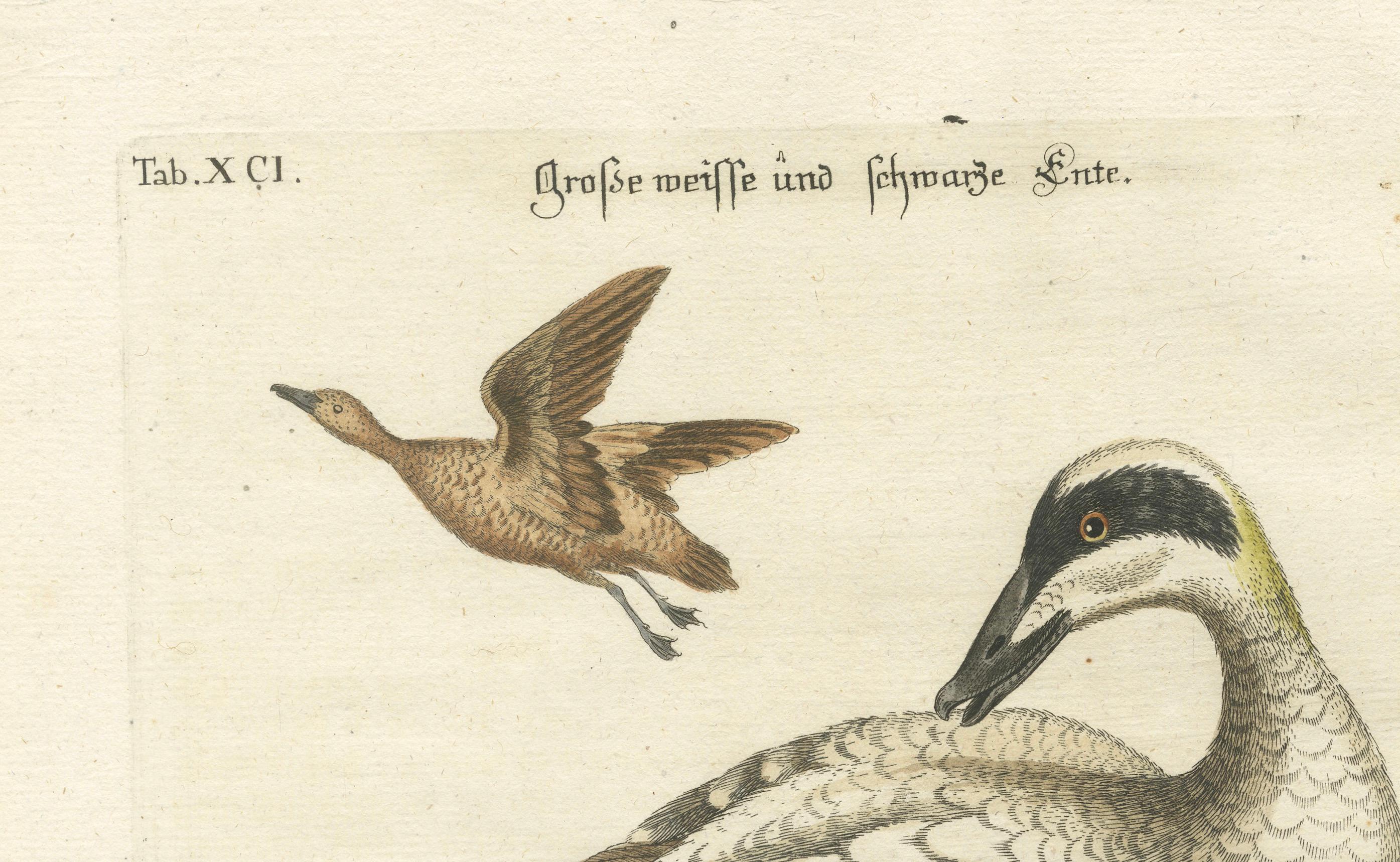 Hand-Colored Engraving of the Large White and Black Duck by Seligmann, ca.1770 In Good Condition For Sale In Langweer, NL