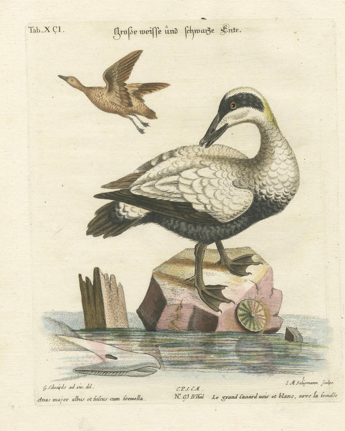 Late 18th Century Hand-Colored Engraving of the Large White and Black Duck by Seligmann, ca.1770 For Sale