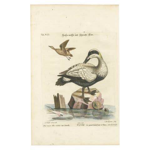 Hand-Colored Engraving of the Large White and Black Duck by Seligmann, ca.1770