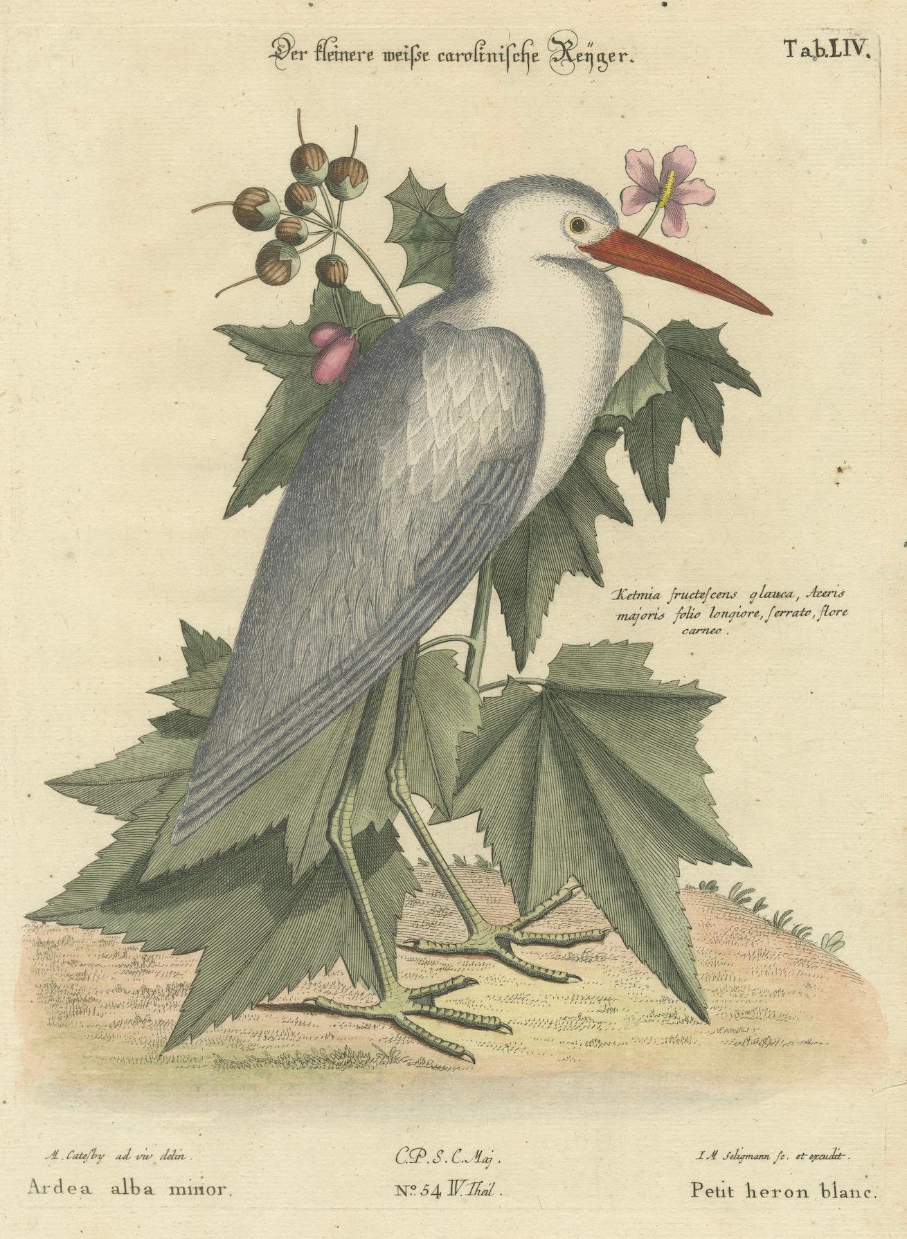 Título: Der Kleinere Weiße Carolinische Reiher - Grabado coloreado a mano de la garza blanca menor por Johann Michael Seligmann, siglo XVIII

Este detallado grabado coloreado a mano, titulado 