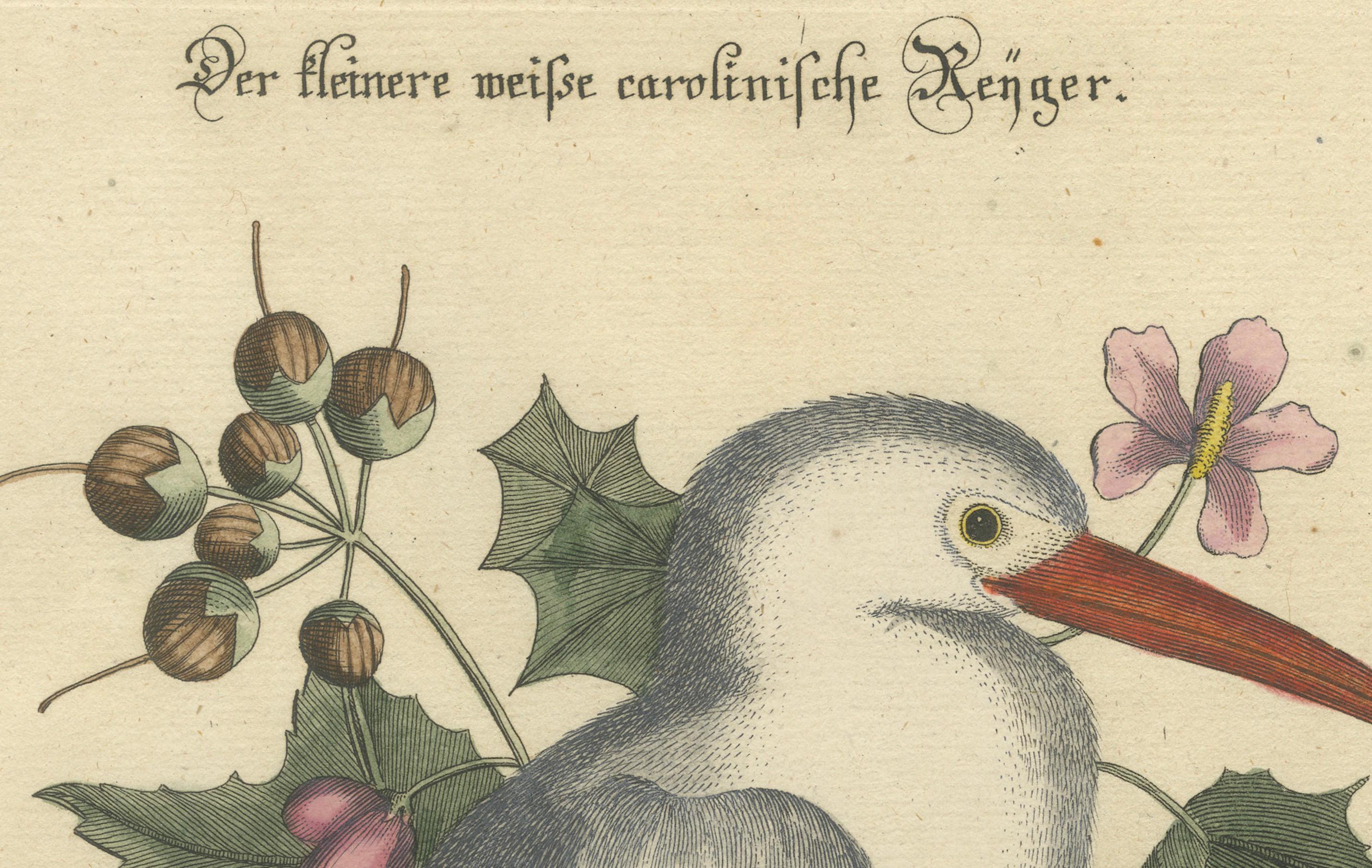 Grabado coloreado a mano de la garza blanca menor por Johann Seligmann, c.1773 en Bueno estado para la venta en Langweer, NL