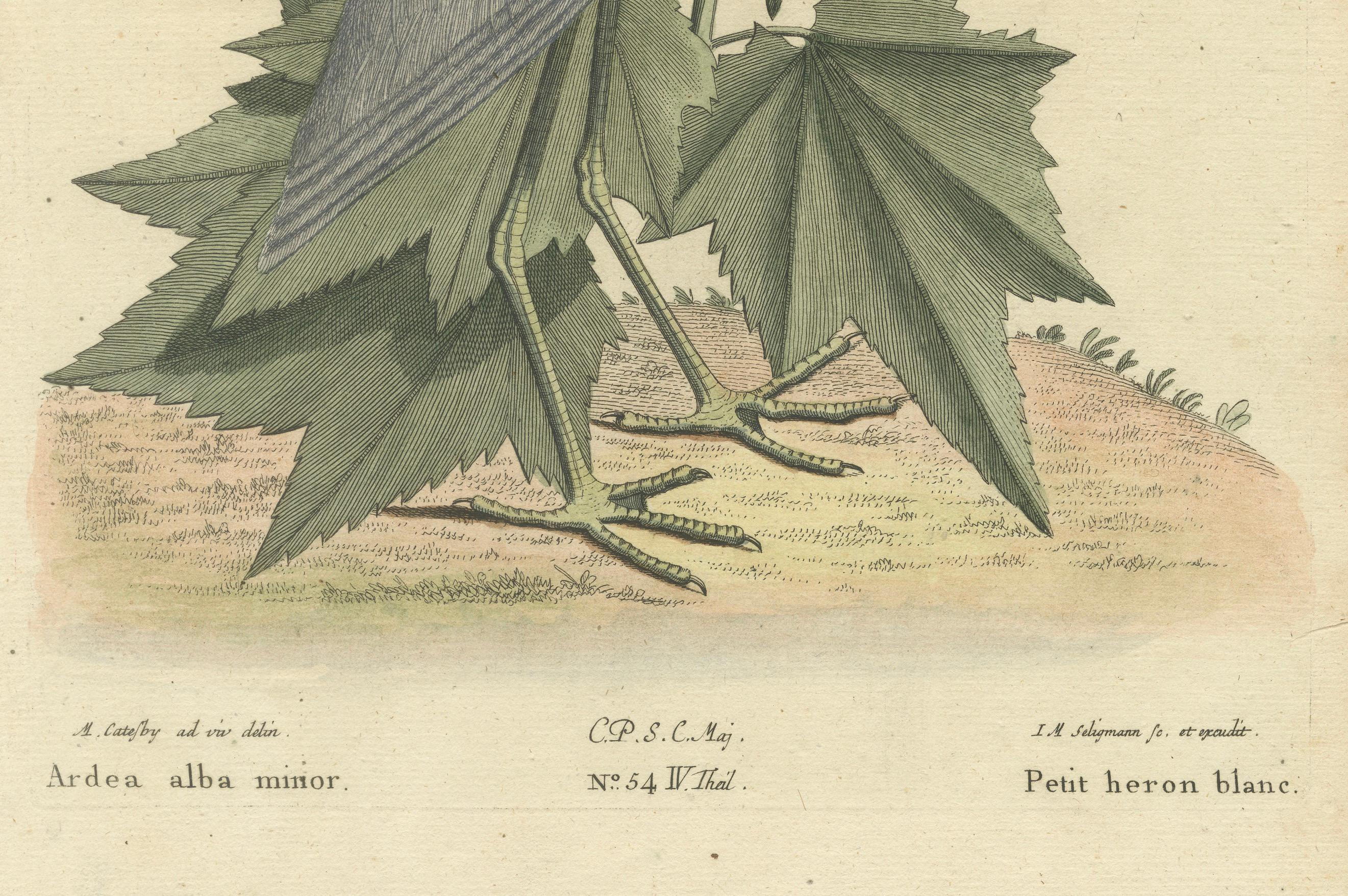 Grabado coloreado a mano de la garza blanca menor por Johann Seligmann, c.1773 finales del siglo XVIII en venta