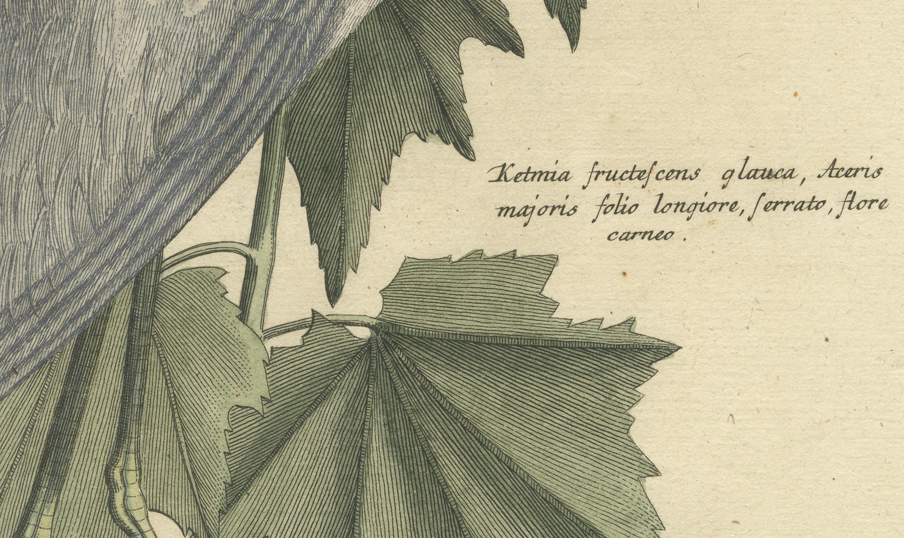 Grabado coloreado a mano de la garza blanca menor por Johann Seligmann, c.1773 Papel en venta