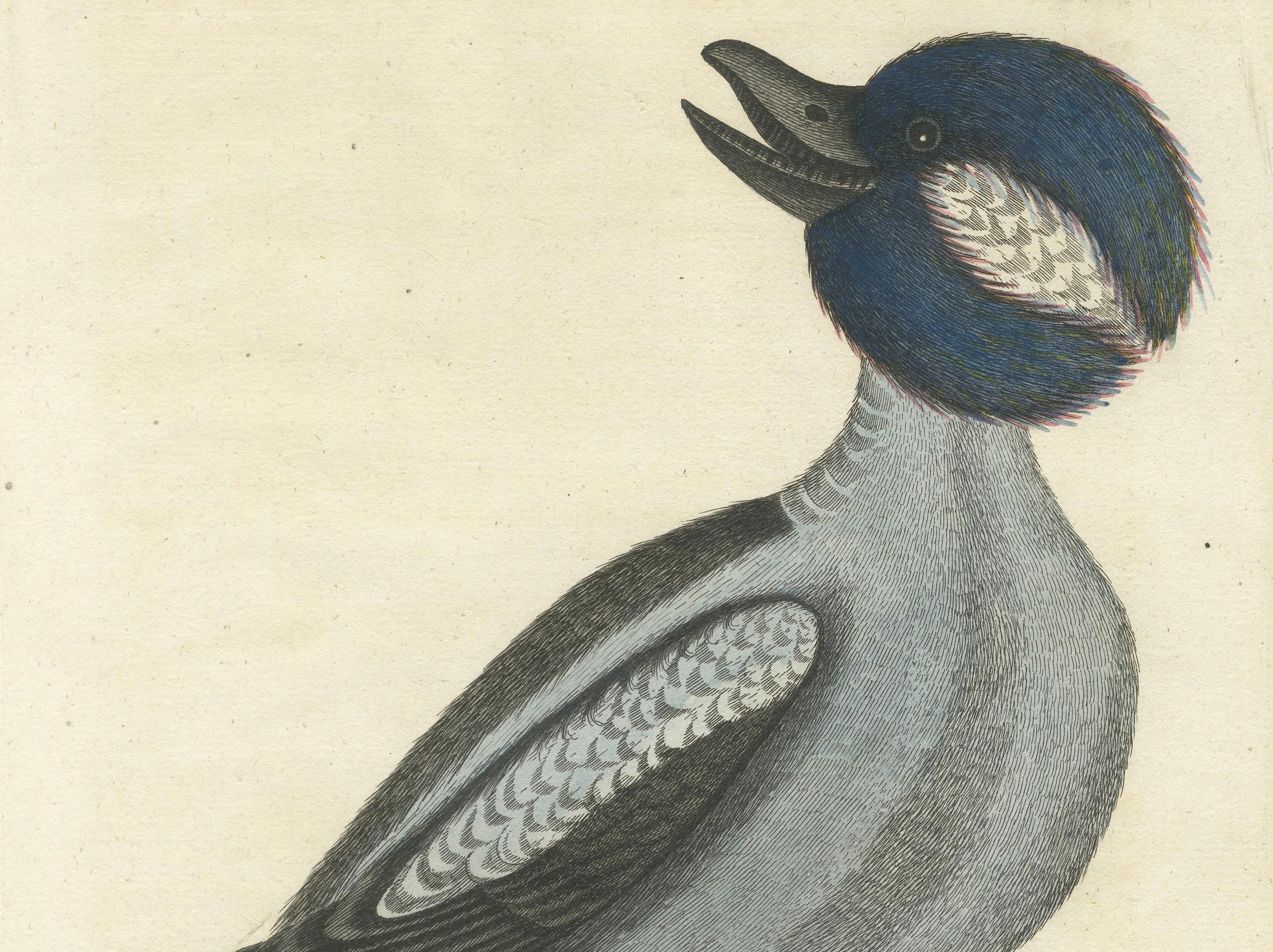 Title: Kleine Ente mit Purpurfarbenem Kopf - Hand-Colored Engraving of the Little Duck with a Purple Head by Johann Michael Seligmann, 18th Century

This delightful hand-colored engraving, titled 'Kleine Ente mit Purpurfarbenem Kopf', features the