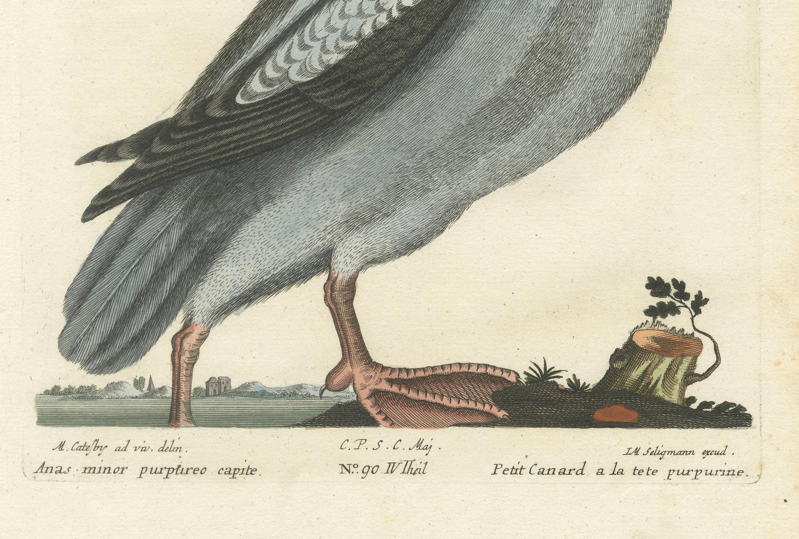 Engraved Hand-Colored Engraving of the Little Duck with a Purple Head by Seligmann, c1770 For Sale