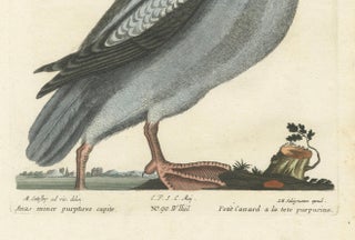 Hand-Colored Engraving of the Little Duck with a Purple Head by Seligmann, c1770, view 3