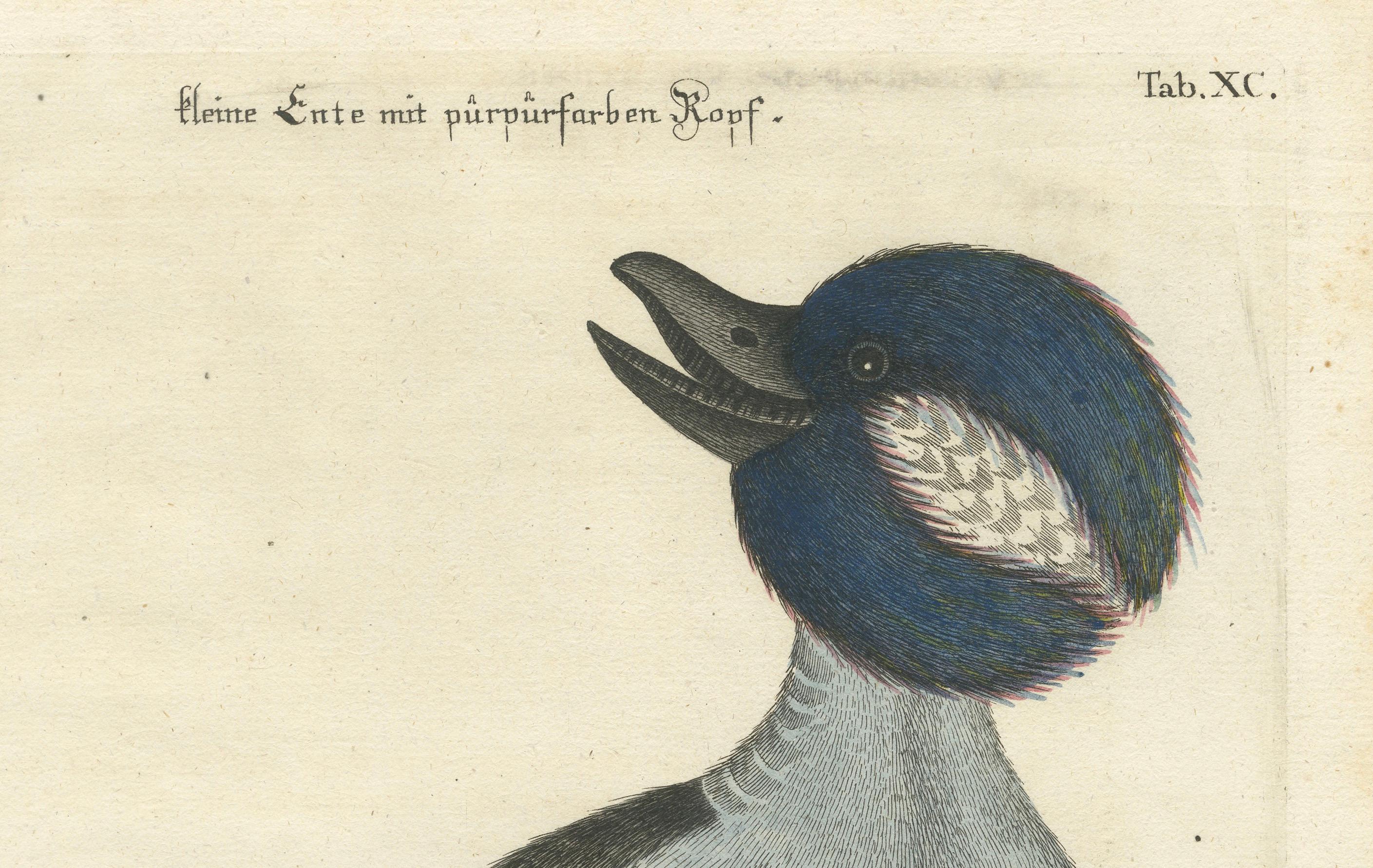 Hand-Colored Engraving of the Little Duck with a Purple Head by Seligmann, c1770 In Good Condition For Sale In Langweer, NL