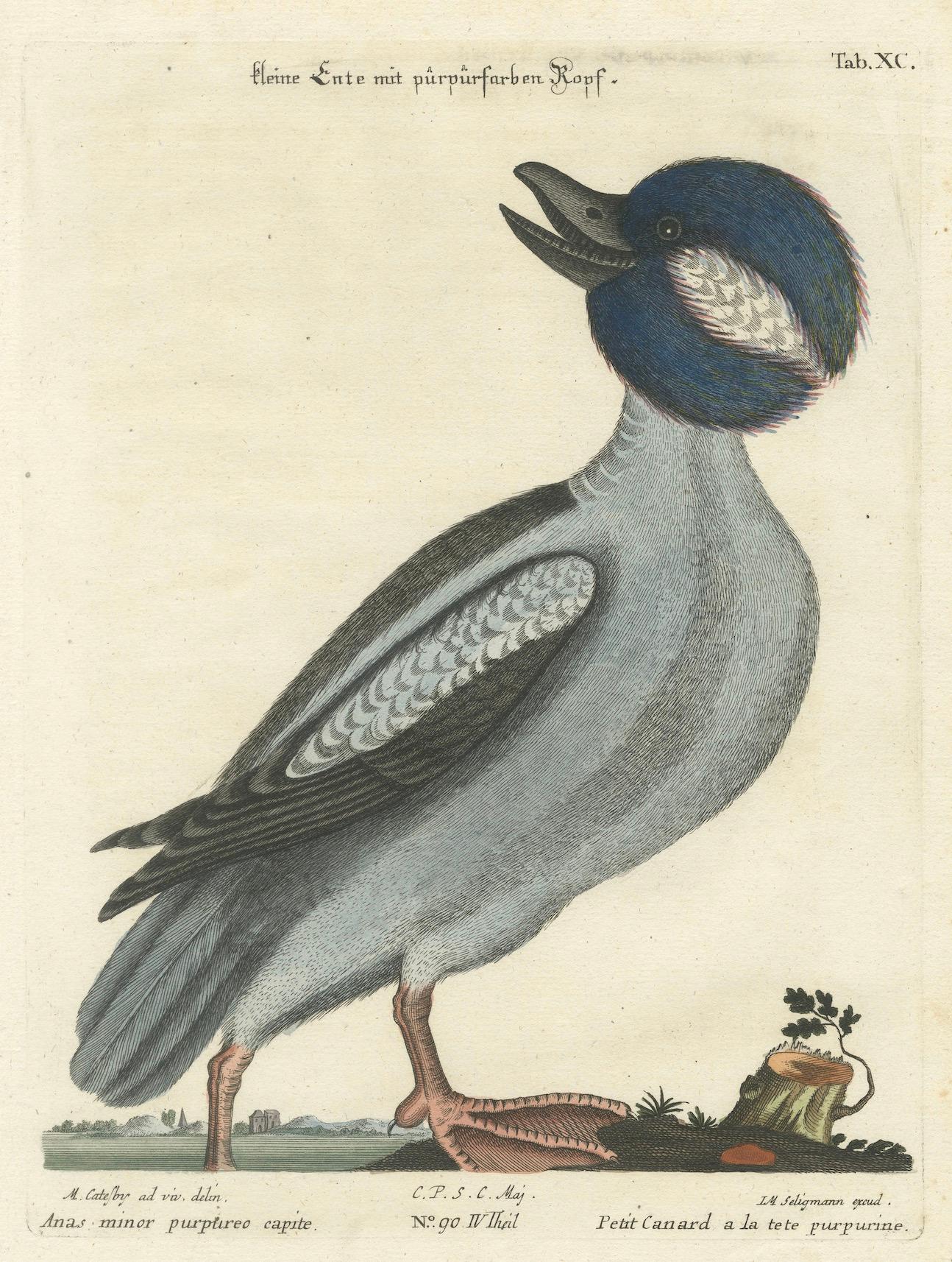 Late 18th Century Hand-Colored Engraving of the Little Duck with a Purple Head by Seligmann, c1770 For Sale