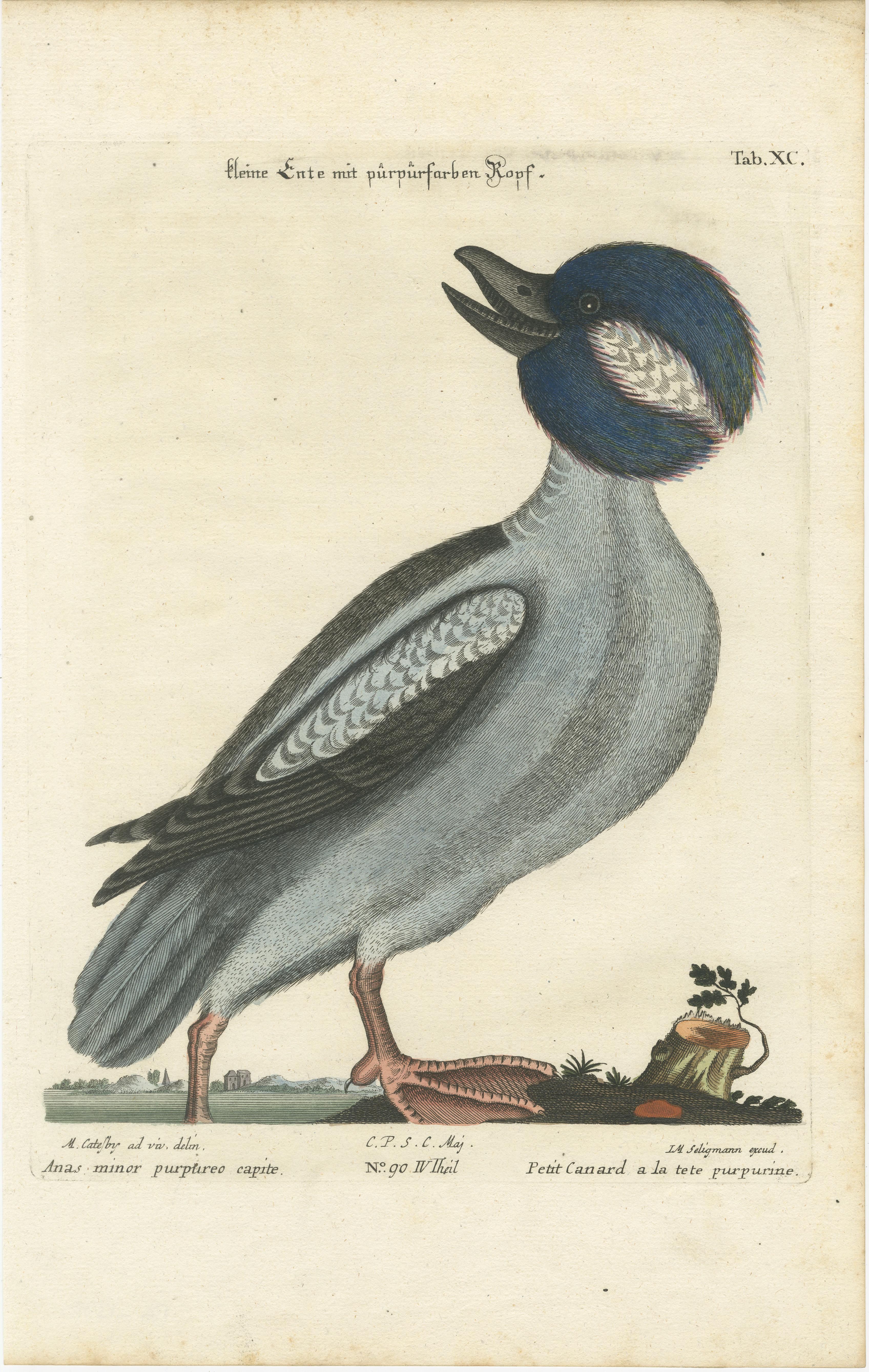 Paper Hand-Colored Engraving of the Little Duck with a Purple Head by Seligmann, c1770 For Sale