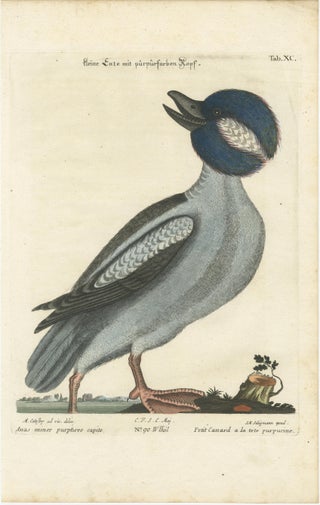 Hand-Colored Engraving of the Little Duck with a Purple Head by Seligmann, c1770, view 6