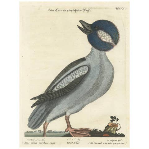 Hand-Colored Engraving of the Little Duck with a Purple Head by Seligmann, c1770