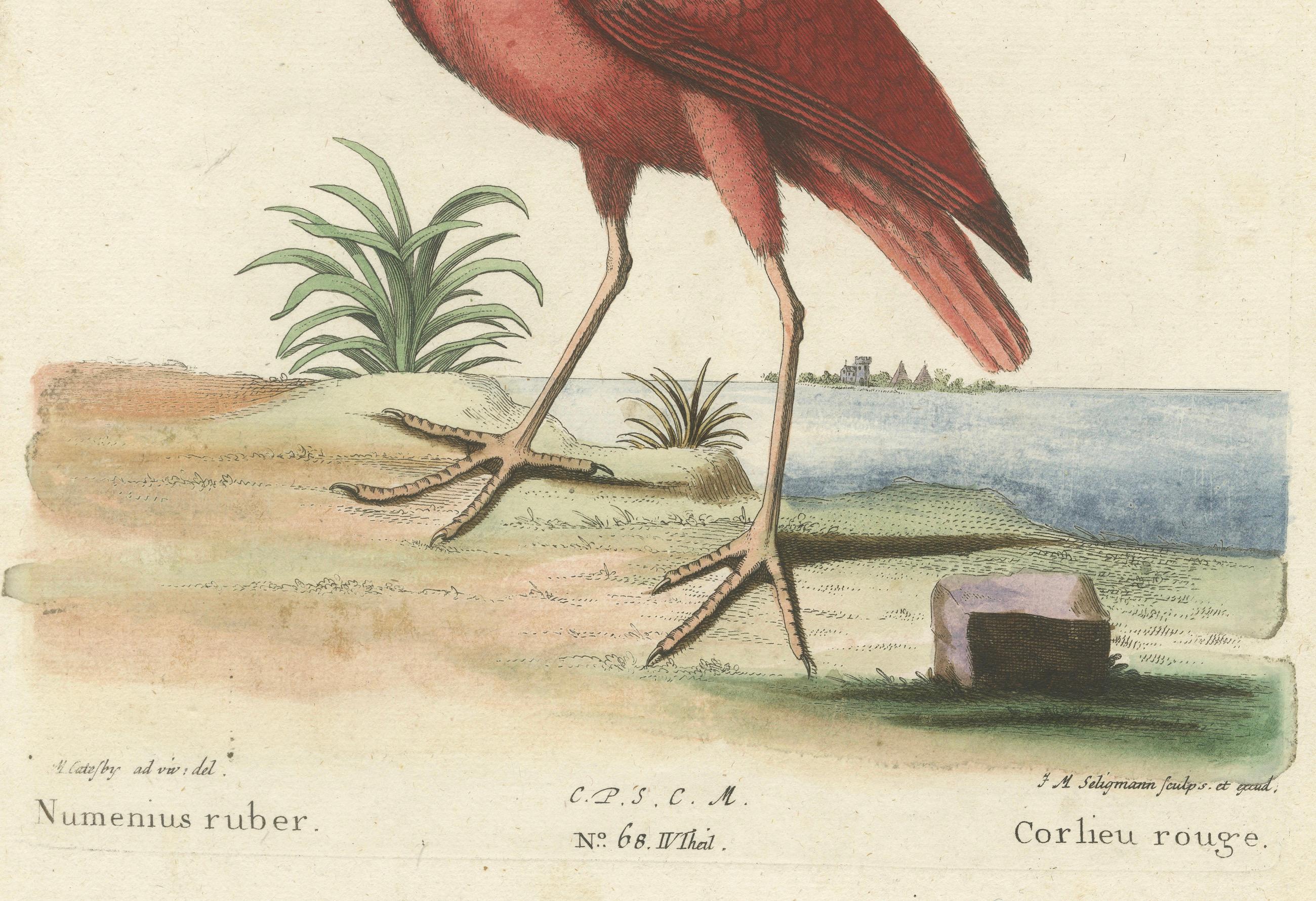 Titel: Der Rote Brachvogel - Handkolorierter Kupferstich des Roten Brachvogels von Johann Michael Seligmann, 18.

Dieser lebhafte handkolorierte Stich mit dem Titel 