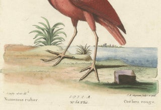Hand-Colored Engraving of the Red Curlew by Johann Michael Seligmann, ca.1770, view 2